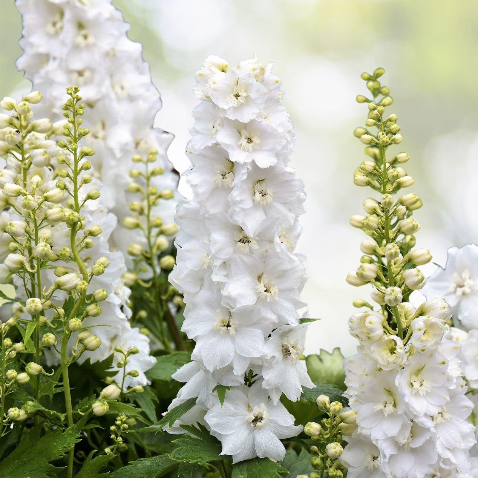 White King Larkspur Seeds - Pre-Stratified, Delphinium consolida, 30 Seeds, Free Shipping