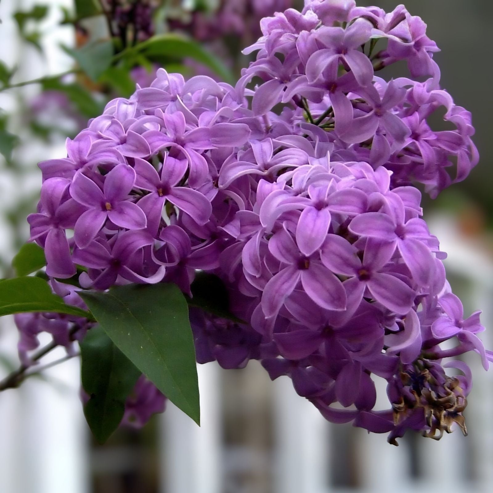 Purple Lilac Seeds - 25 Pcs - Stunning Purple Flowers - Syringa vulgaris - Garden Flower Seeds