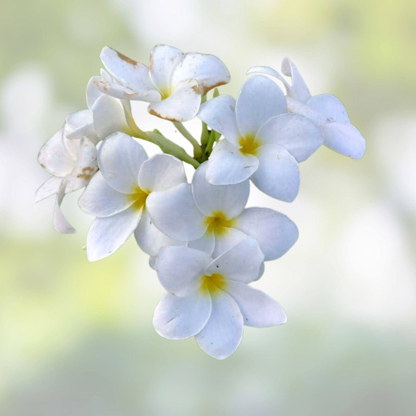 Bridal Bouquet Plumeria Cuttings 8-10” - Frangipani Plant Pudica - Tropical Flowering Plant for Gardens and Bouquets