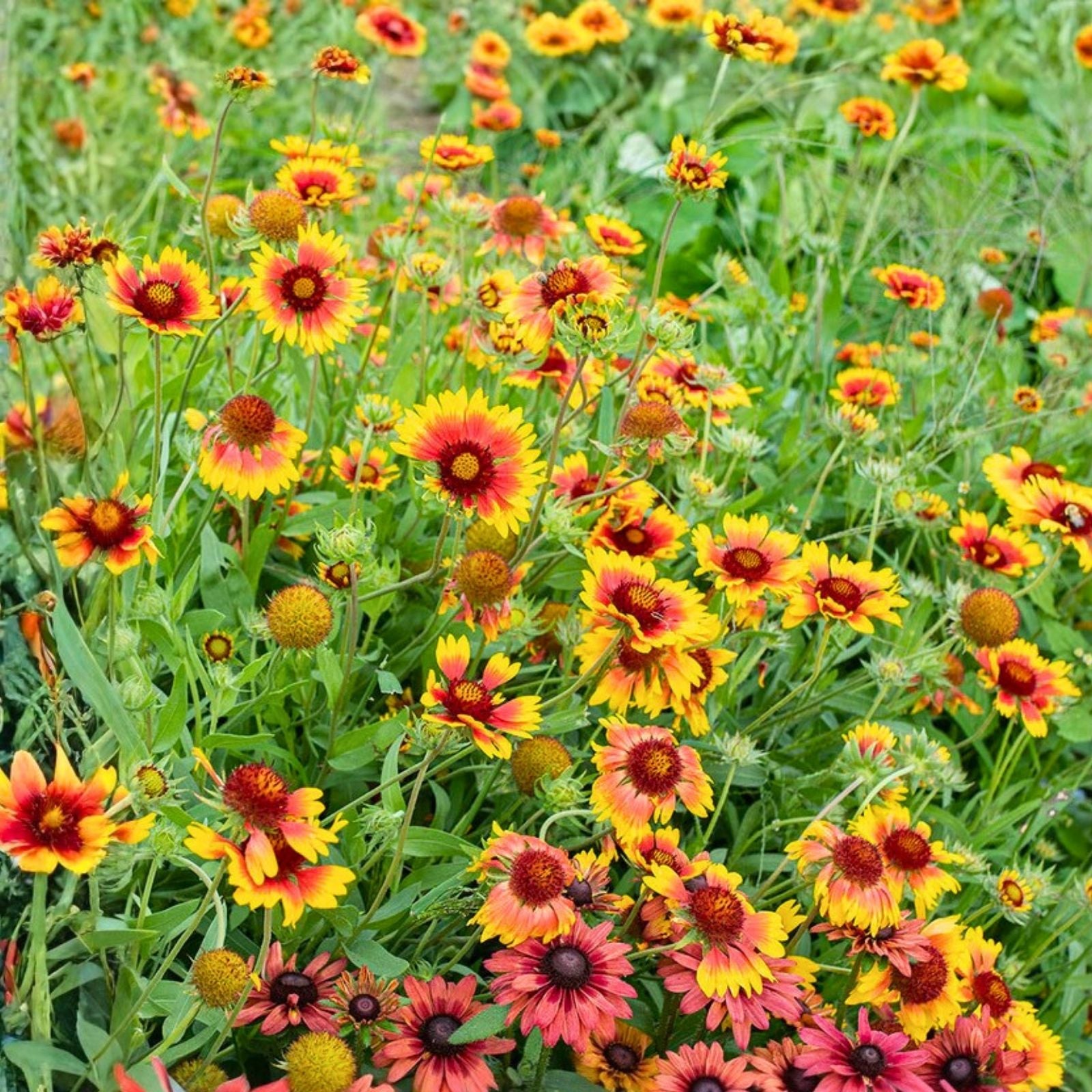 Finesse Blanket Flower Seeds 200 Non-GMO Gaillardia aristata Vibrant Color Garden Planting