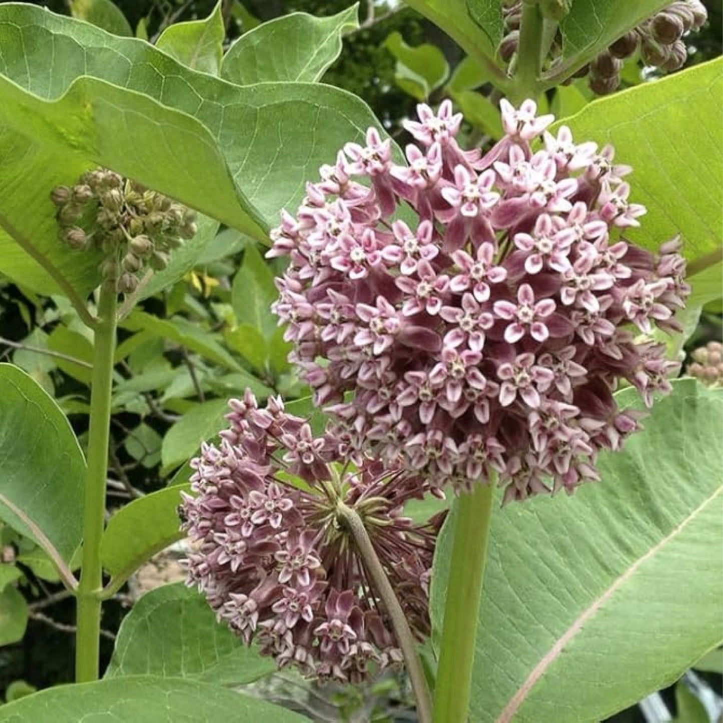 Common Milkweed Seeds for Planting - 100 Seeds - Asclepias syriaca - Native Pollinator Friendly Gardening