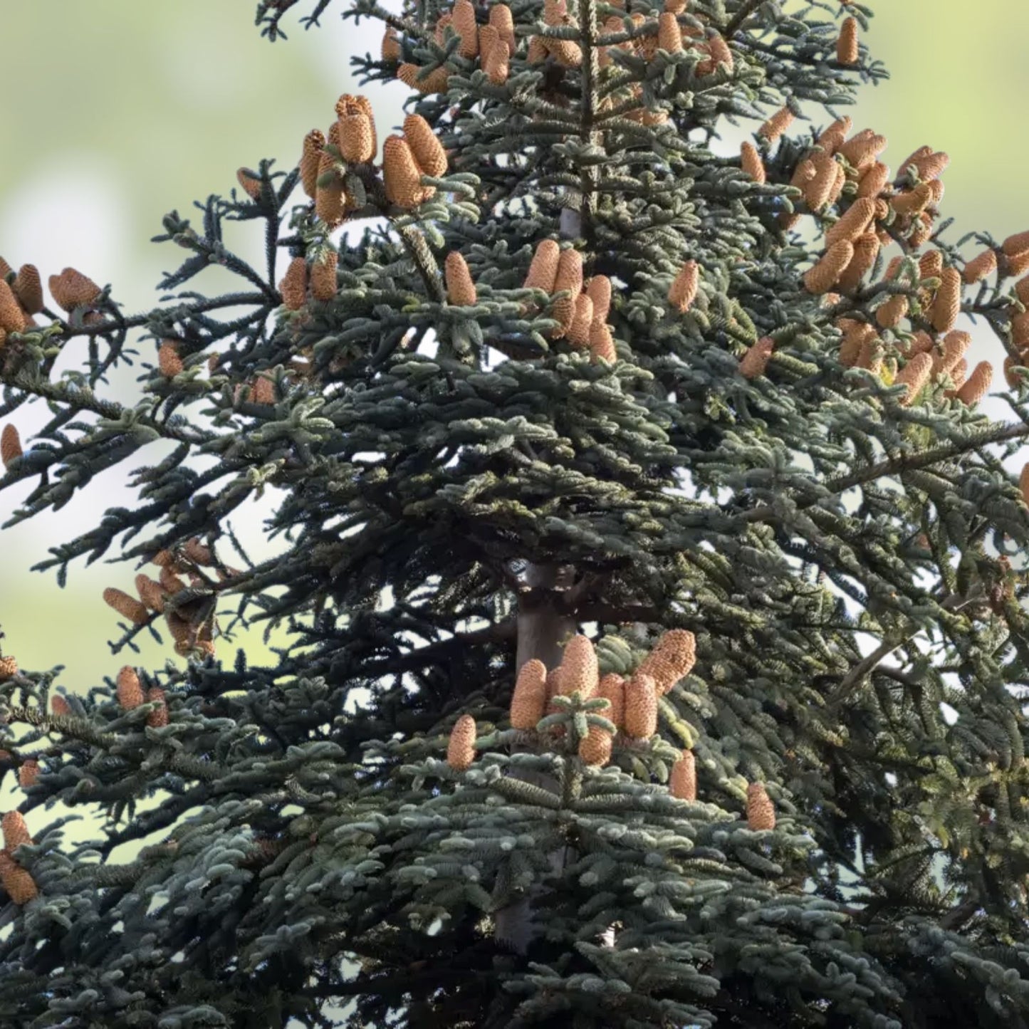Noble Fir Seeds for Planting | 20+ Evergreen Tree Seeds | Abies procera | Conifer Seed Collection