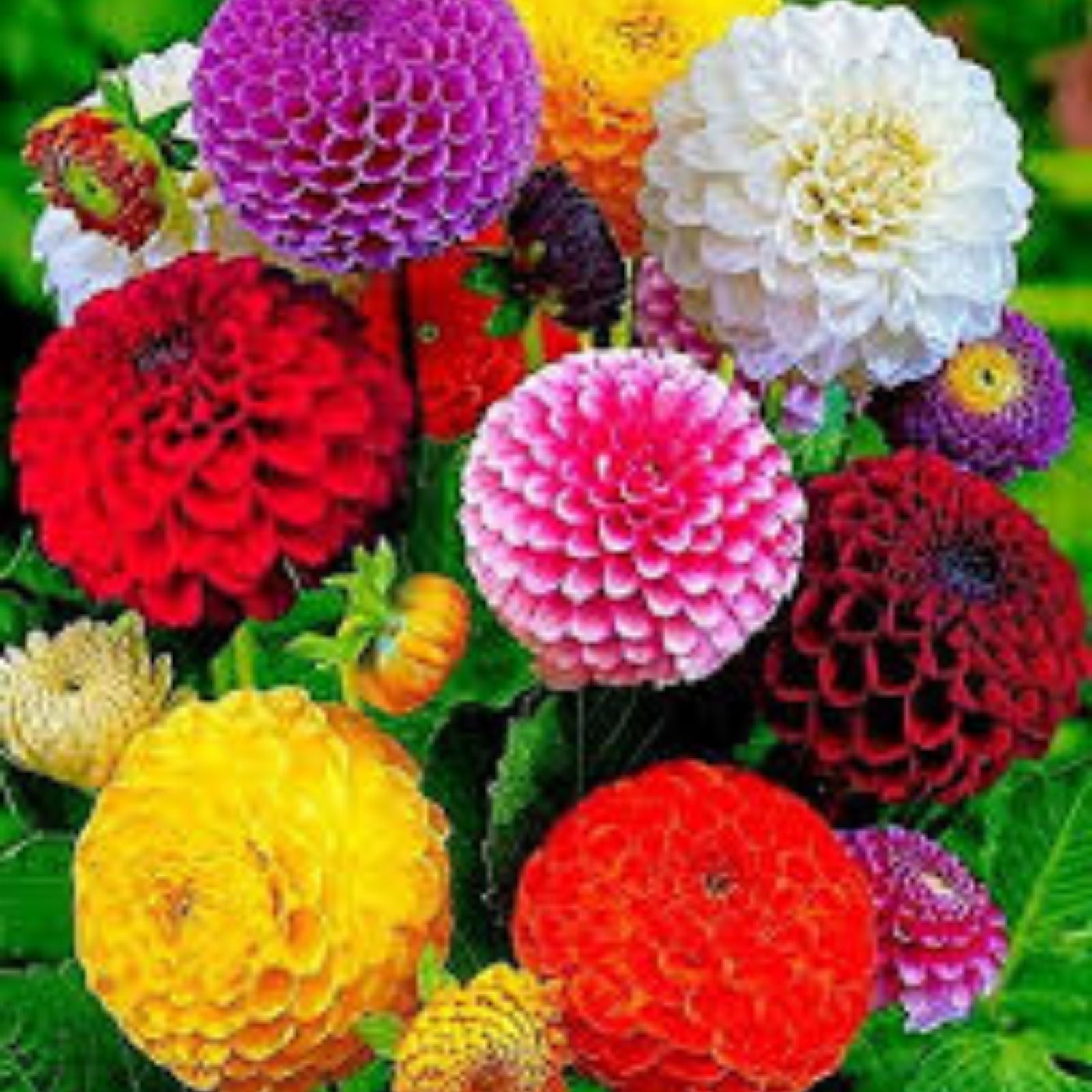 Dahlia Flower Seeds 30 Pack Showtime Showpiece Garden Plants USA Grown for Planting and Gardening