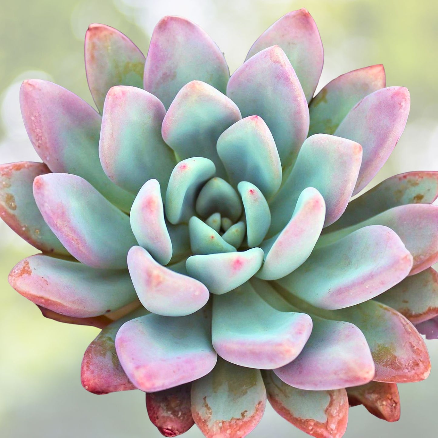 Echeveria Opalina Succulent Plant | Pink Houseplant | Low Maintenance Beauty | Echeveria 'Opalina'