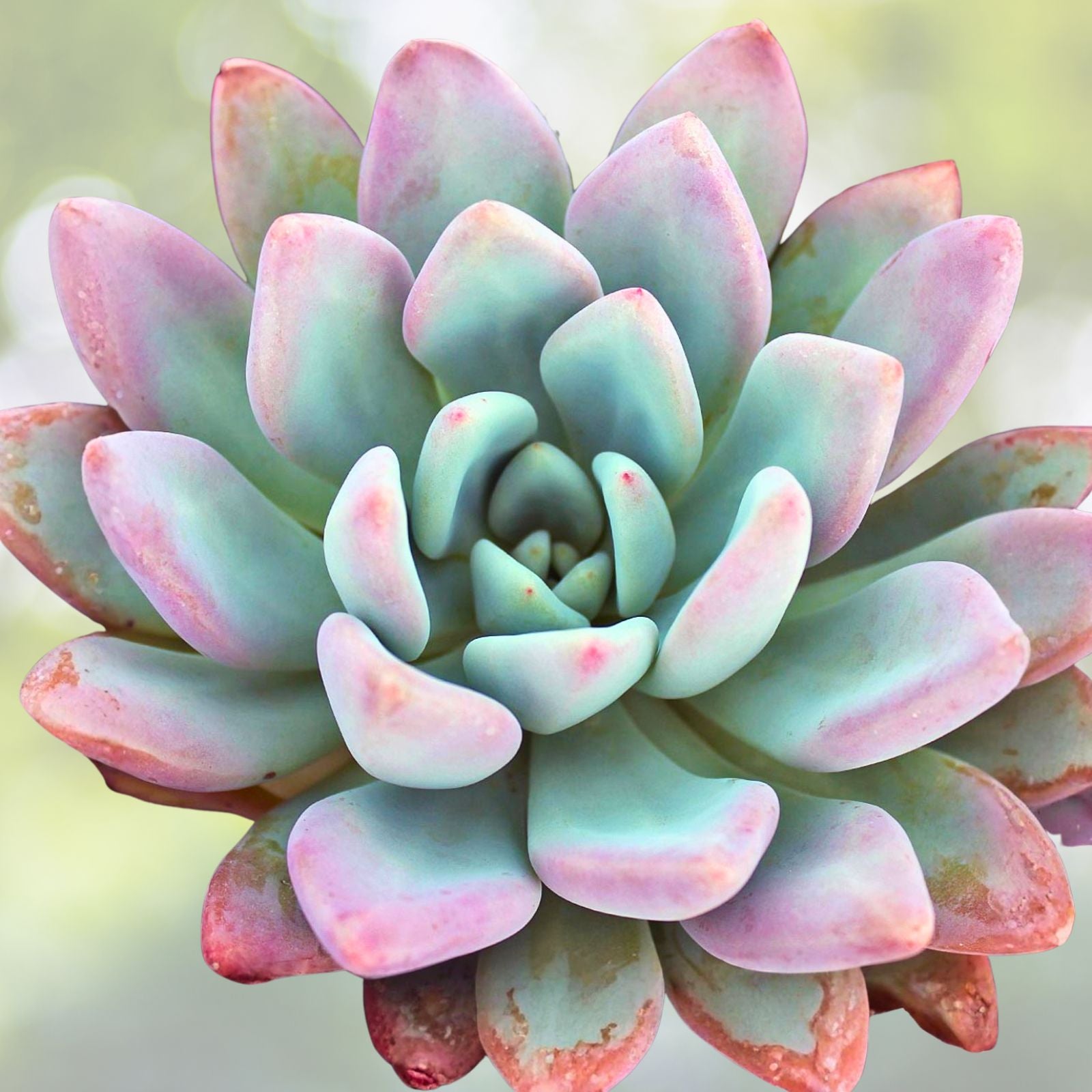 Echeveria Opalina Succulent Plant | Pink Houseplant | Low Maintenance Beauty | Echeveria 'Opalina'