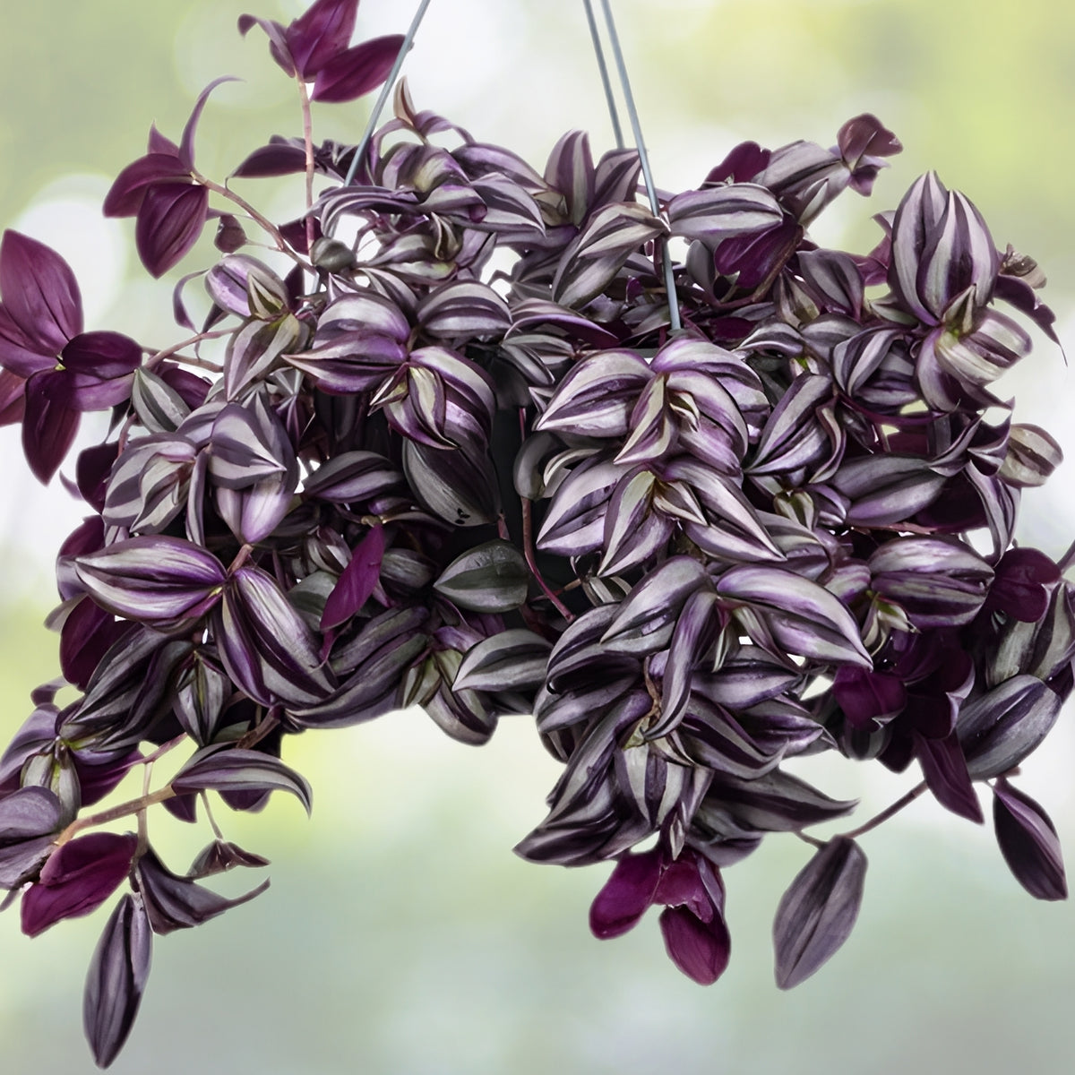 Wandering Jew Plant 6in Basket Tradescantia Sabrina Live Spiderwort for Home Decor