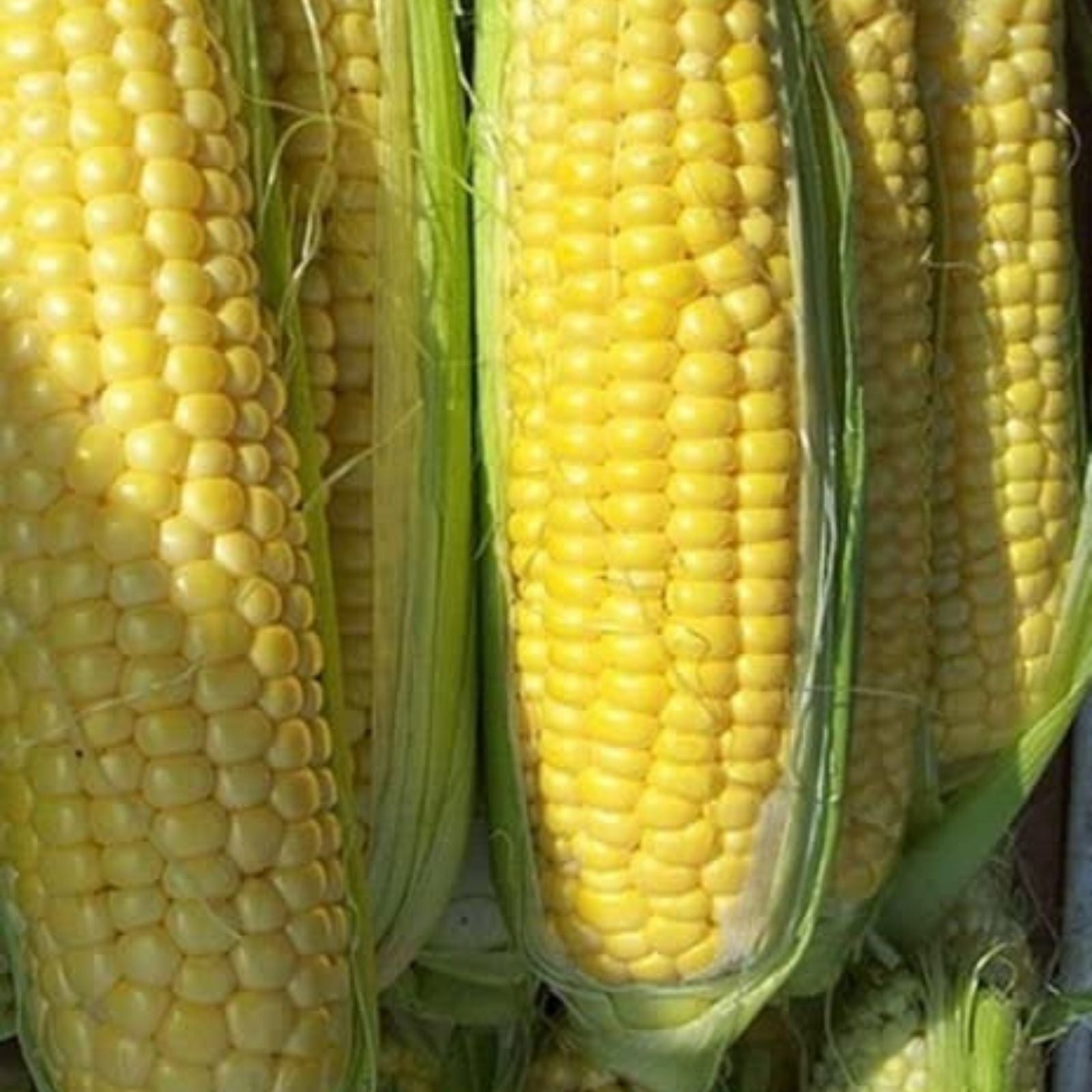 Sweet Corn Seeds for Planting, Bantam Gold Variety, Roastin Ears, Zea mays, Organic, Non-GMO, Heirloom Seed Pack