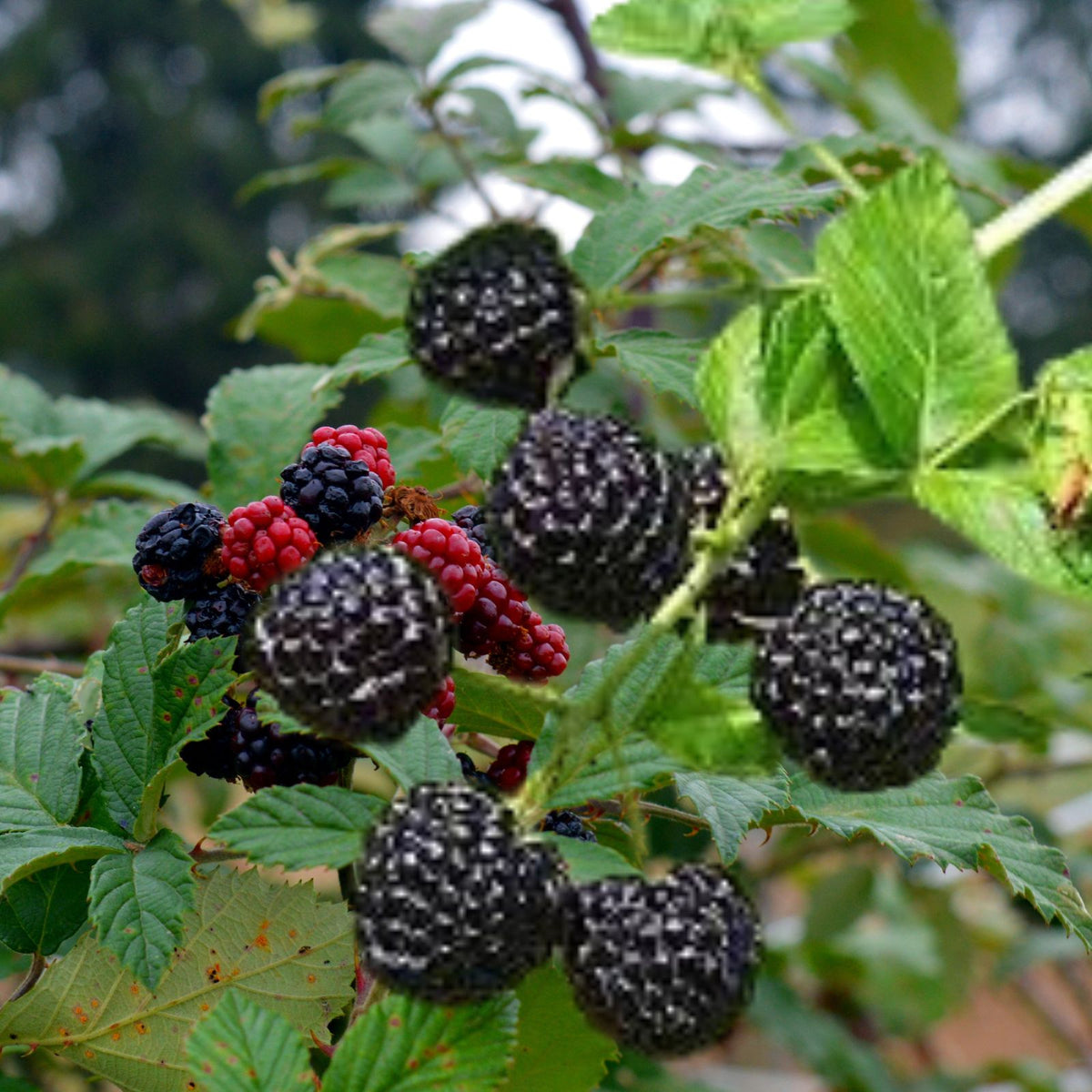 Blackberry Cuttings Unrooted - Organic Wild Varietals - 3 Fresh Cuttings for Planting - USA Grown