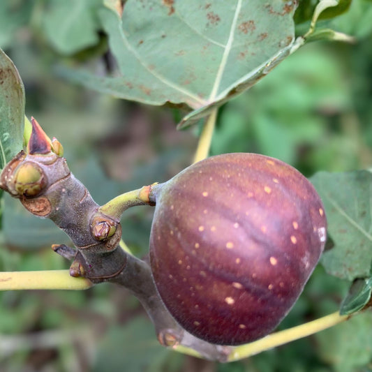 Ficus Carica 'Celeste' Fig Live Plant Cuttings - Set of Three Organic Fruit-Bearing Plants - Healthy Garden Starter