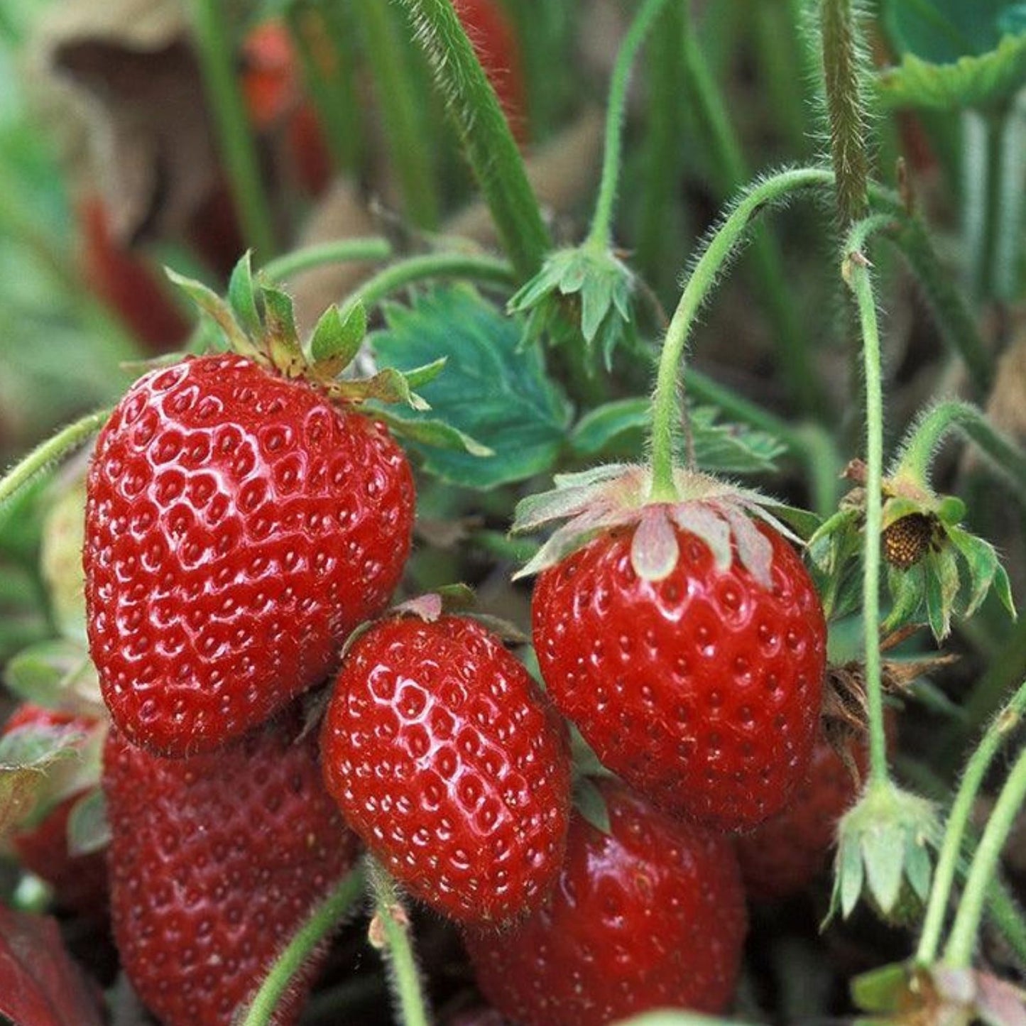 Strawberry Plants 10 Roots Allstar June-Bearing Fragaria ananassa + 7 Organic Pomegranate Cuttings Garden Starter Set