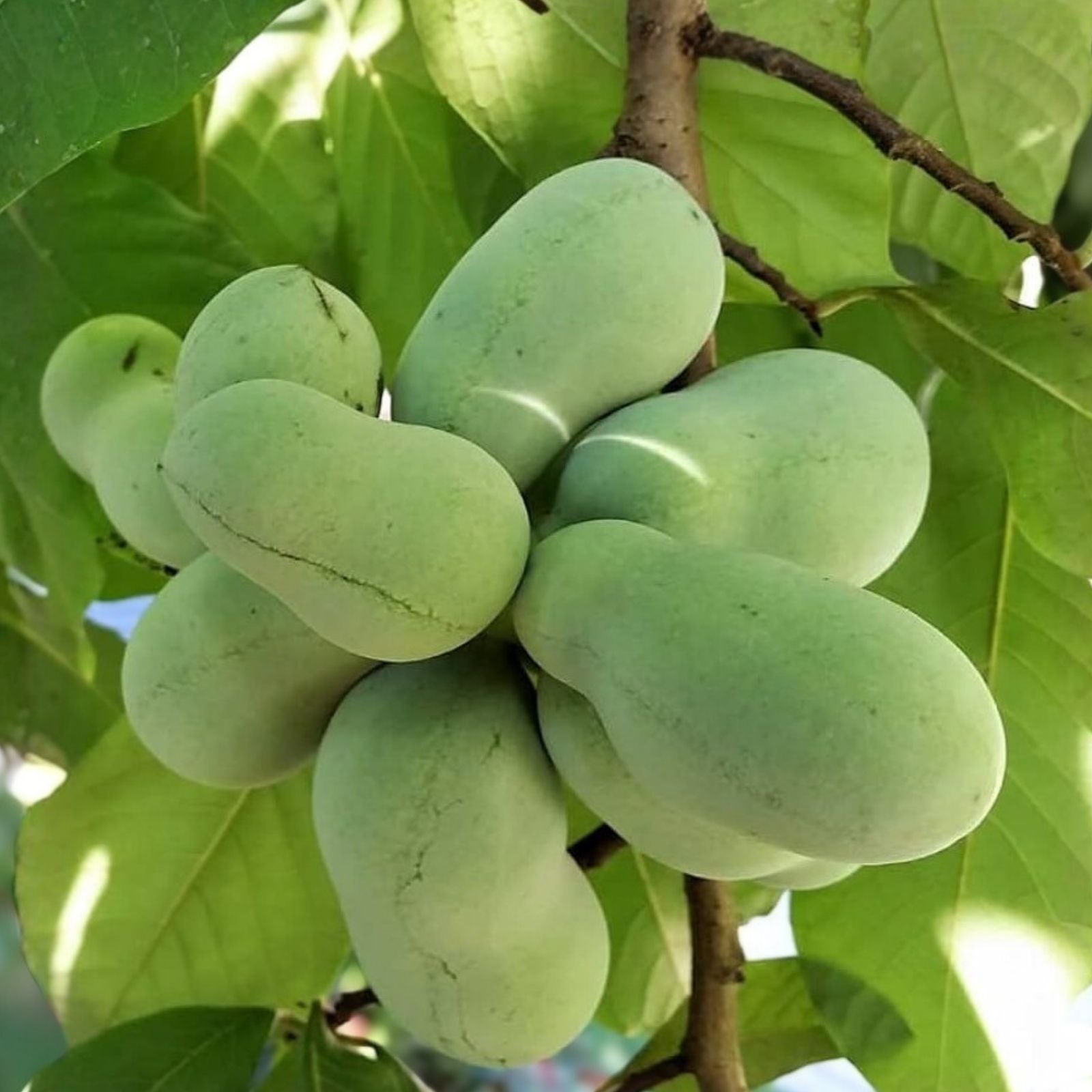 Paw Paw Tree Live Plant 12-18 Inches, Edible Fruit Tree, Asimina triloba, Hardy Landscaping for Zones 5-9