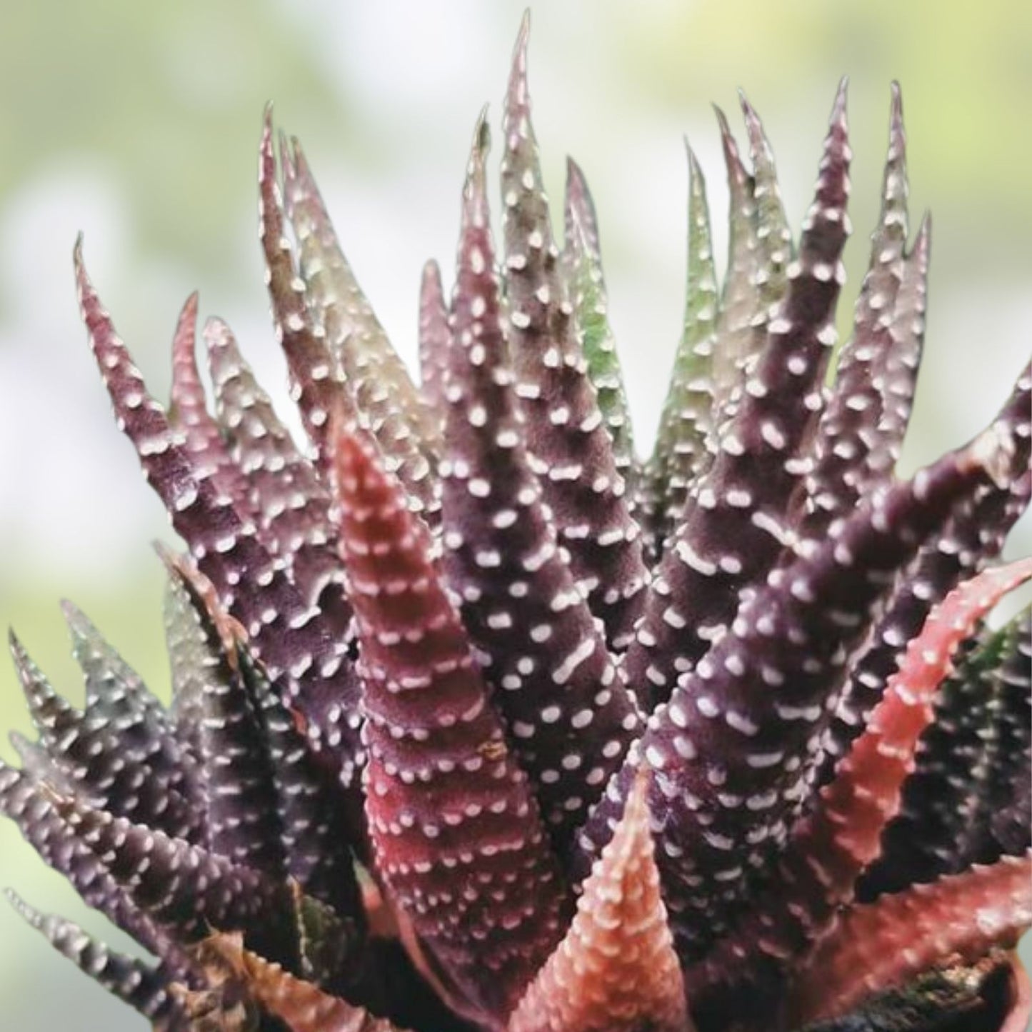 Haworthia Succulent Plant - Easy to Grow Indoor Variety with 2 Free Cuttings - Low Maintenance Houseplant - Haworthia spp
