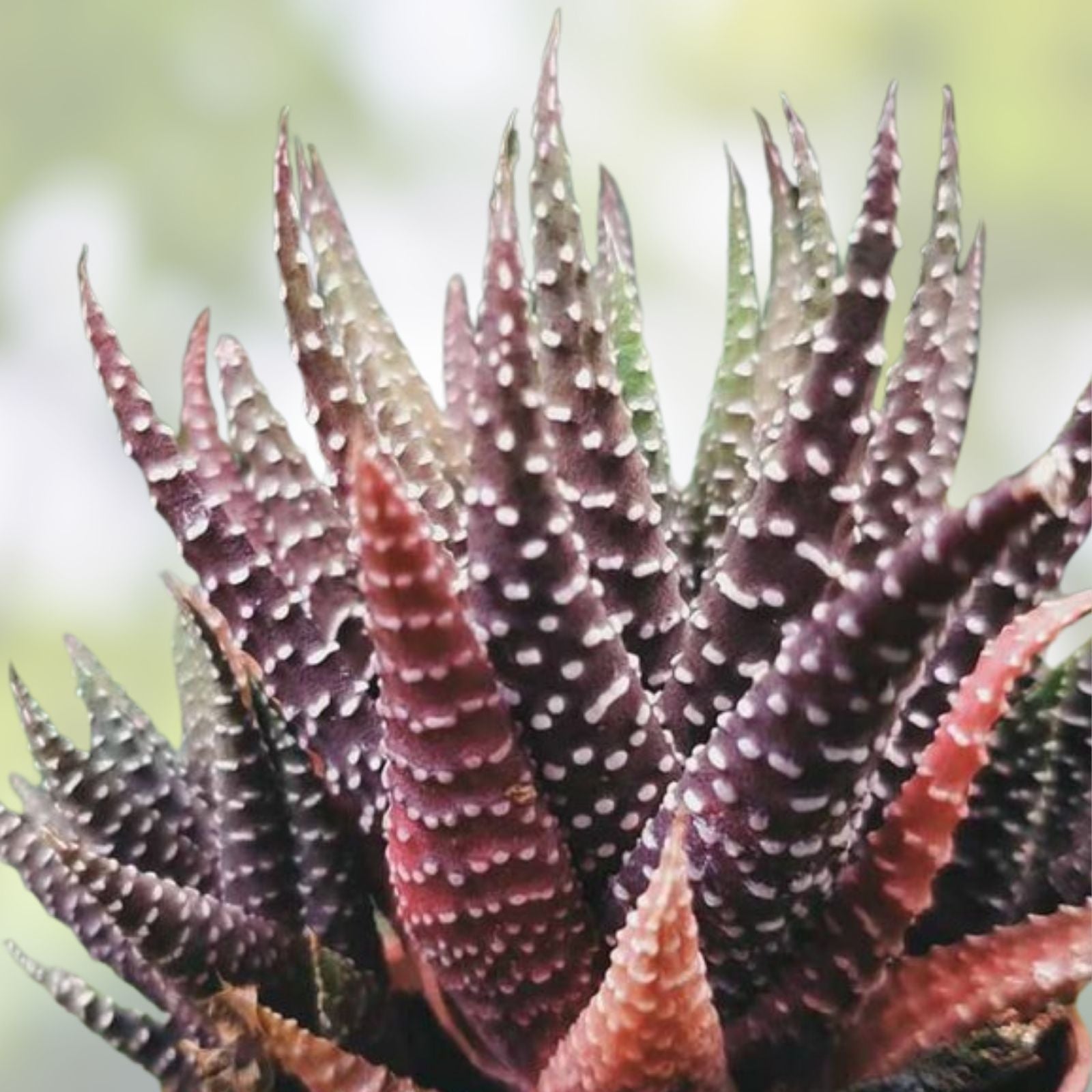 Haworthia Succulent Plant - Easy to Grow Indoor Variety with 2 Free Cuttings - Low Maintenance Houseplant - Haworthia spp