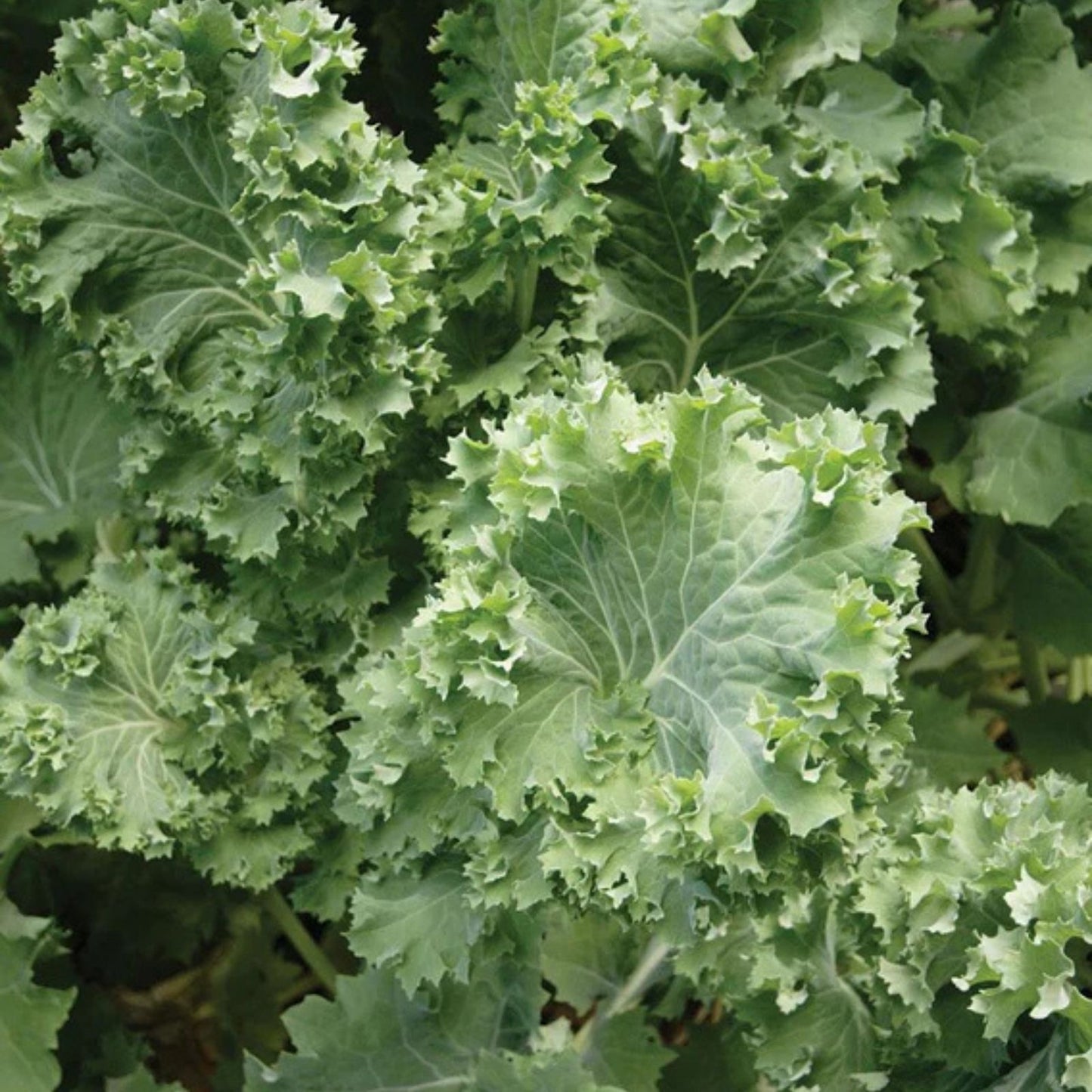 Dwarf Siberian Kale Seeds – Non-GMO Heirloom Brassica oleracea var. sabellica – 50+ Seeds for Healthy Greens