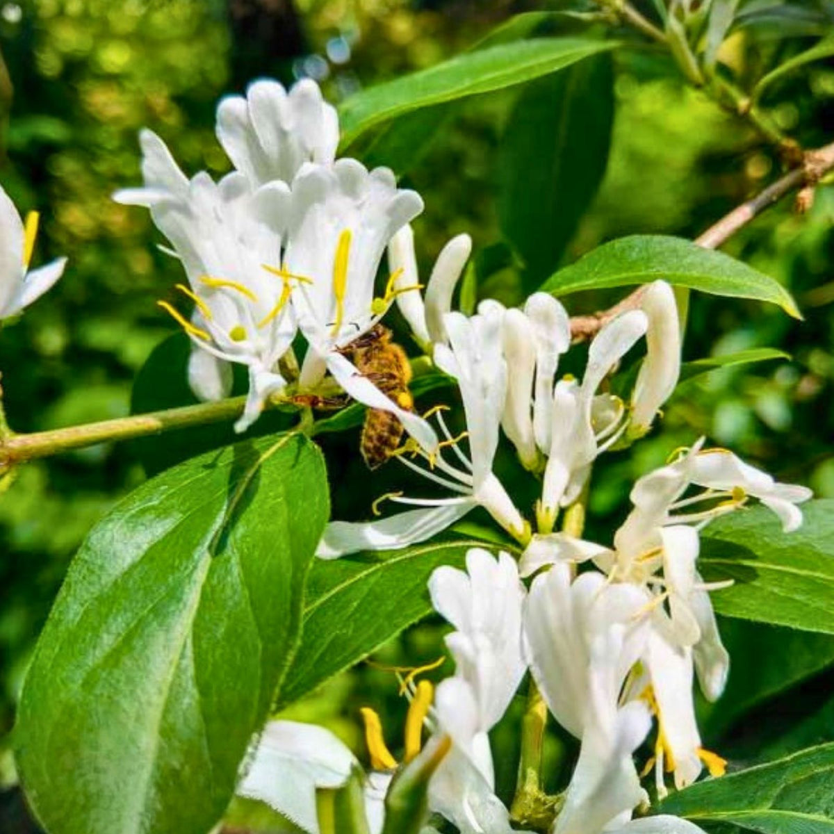 Japanese Honeysuckle Vine - 2 Live Rooted Plants - Heirloom Variety - Lonicera japonica - Fragrant Blooms - Fast Growing