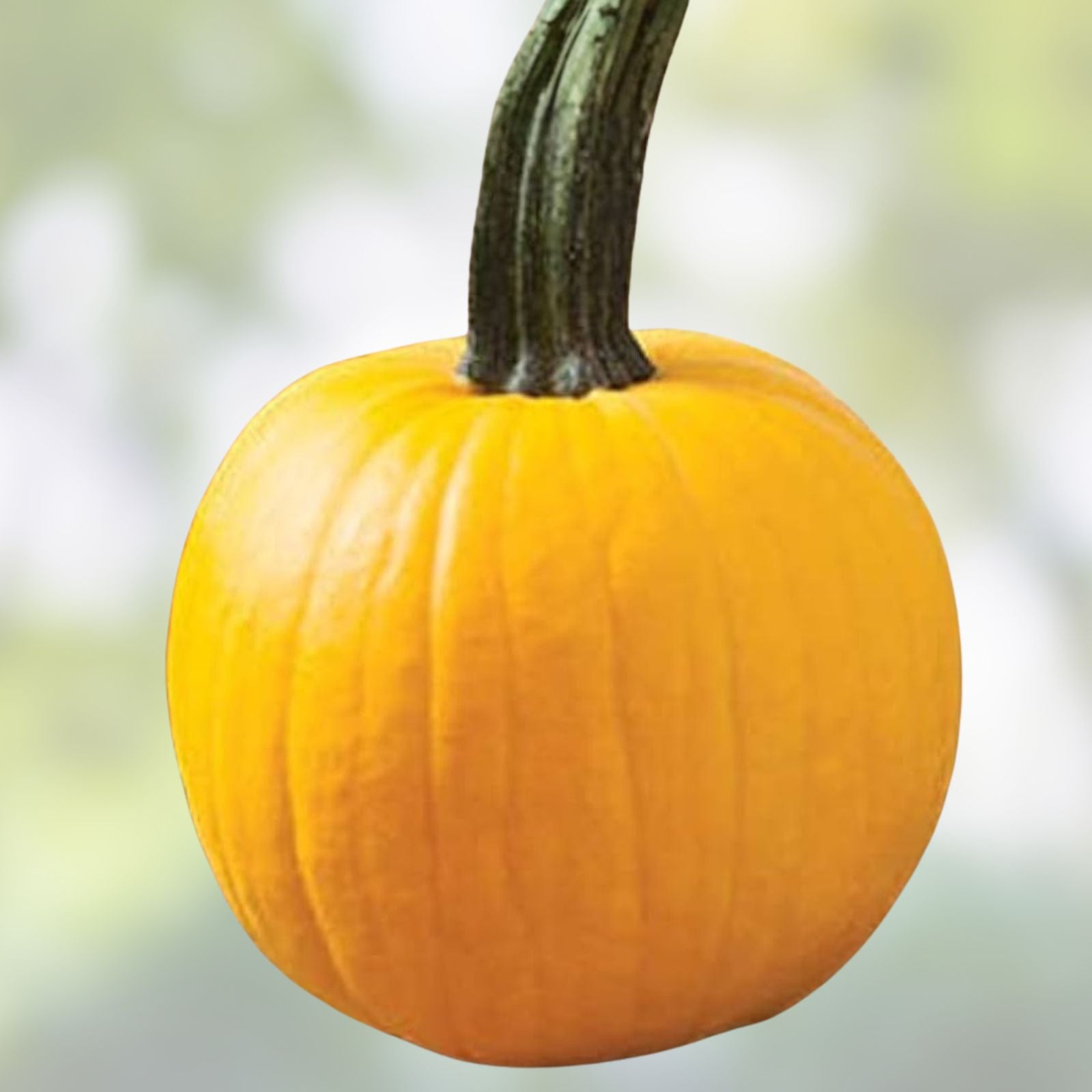 Yellow Pumpkin Seeds for Planting | 20 Sunshine Pumpkin Seeds | Cucurbita pepo | Rare Edible Gourds