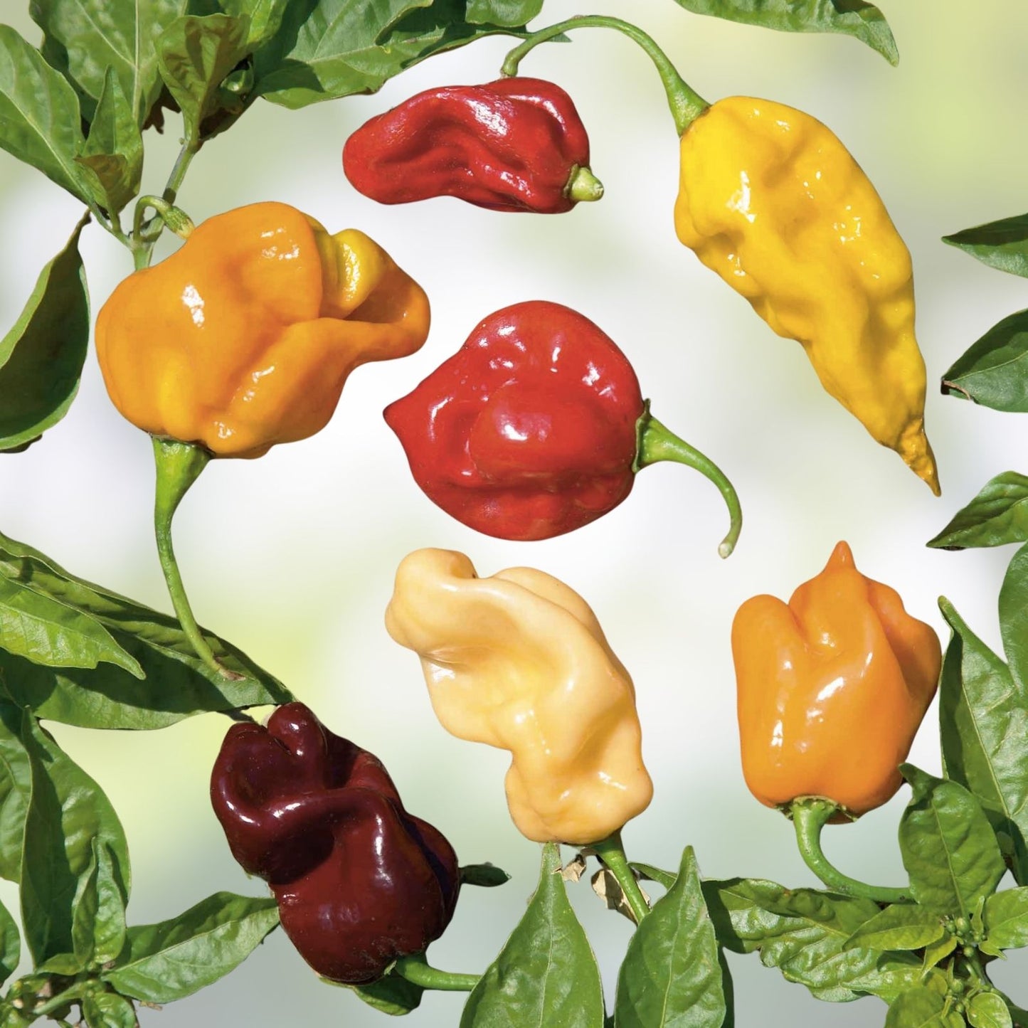 Habanero Pepper Seeds Rainbow Mix | Hot Color Blend, Non-GMO, Capsicum chinense, 20+ Seeds