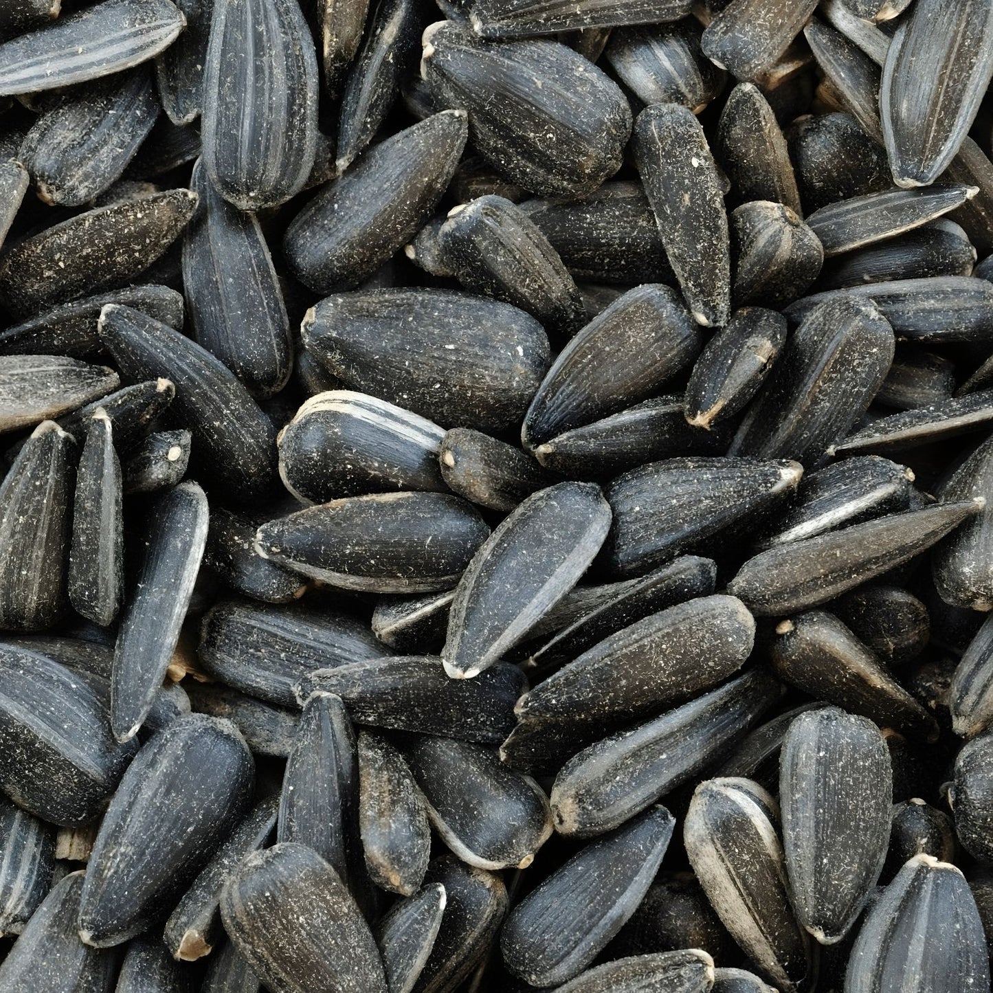 Black Oil Sunflower Seeds 200 Count for Birds, Oil Producing, Helianthus annuus, Bird Attracting Seed Mix