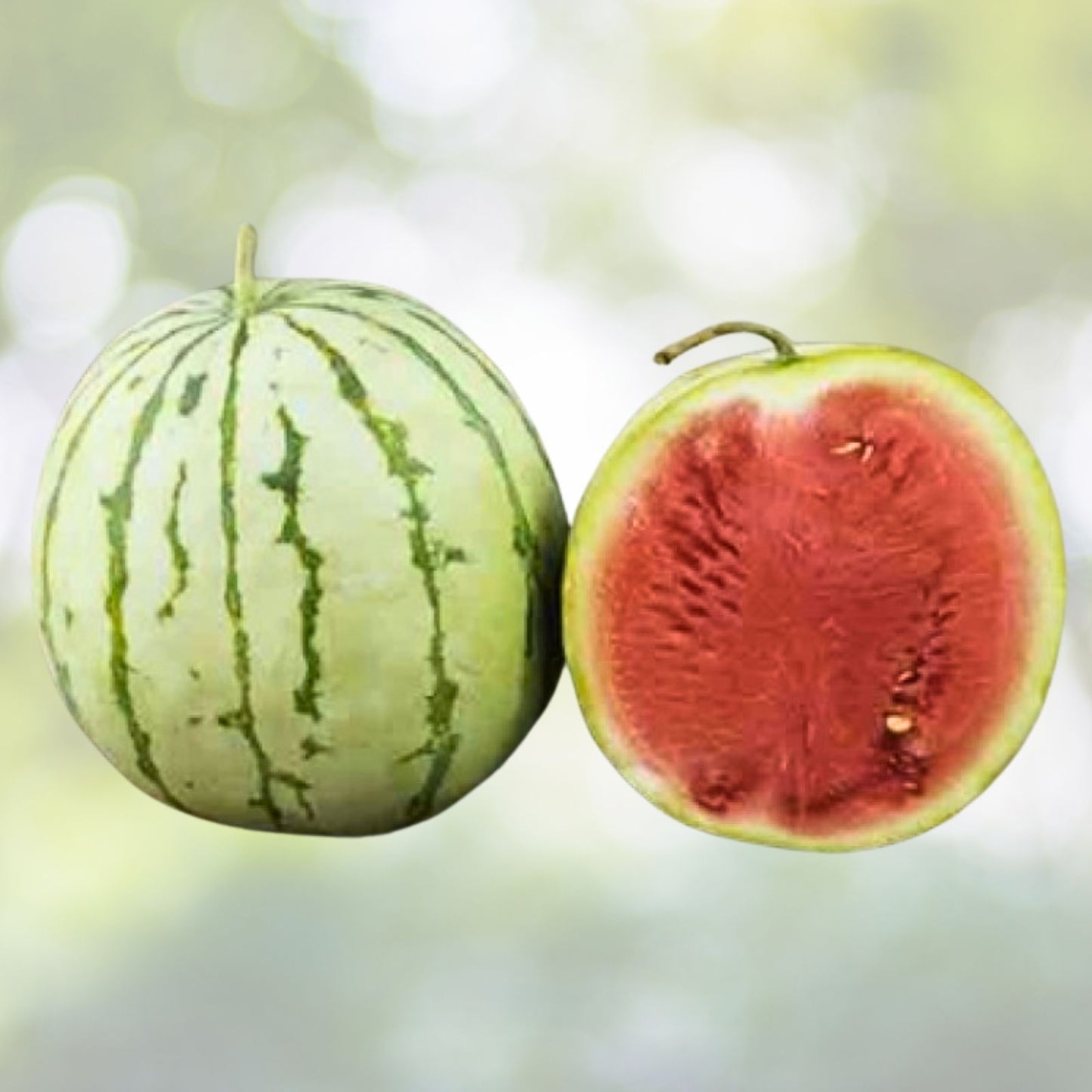 Dixie Queen Watermelon Seeds | NON-GMO Heirloom | Organic Gardening | Citrullus lanatus