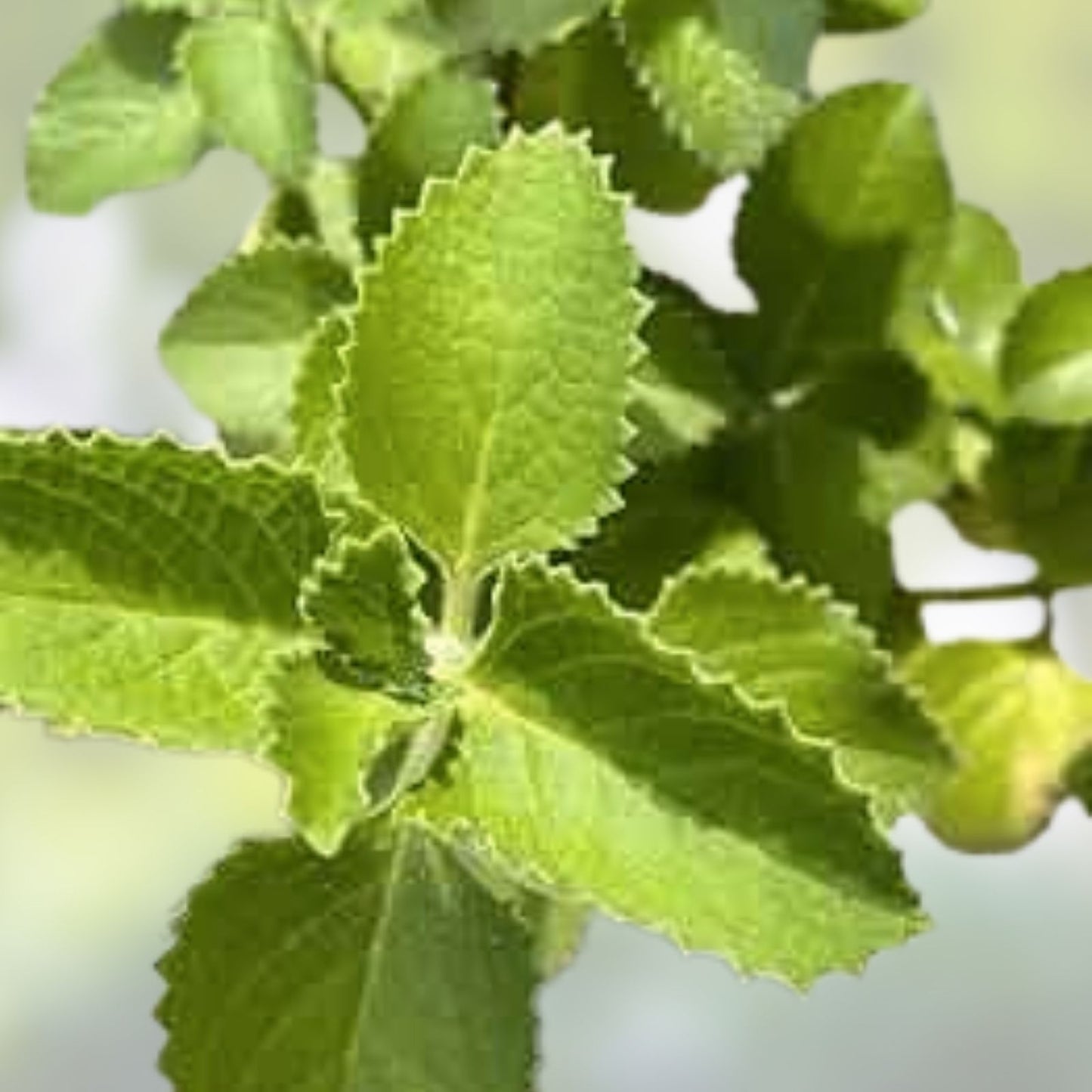 Cuban Oregano Cuttings - 8 Unrooted Pieces - Mexican Mint Herb - Coleus amboinicus - Culinary & Medicinal Plant