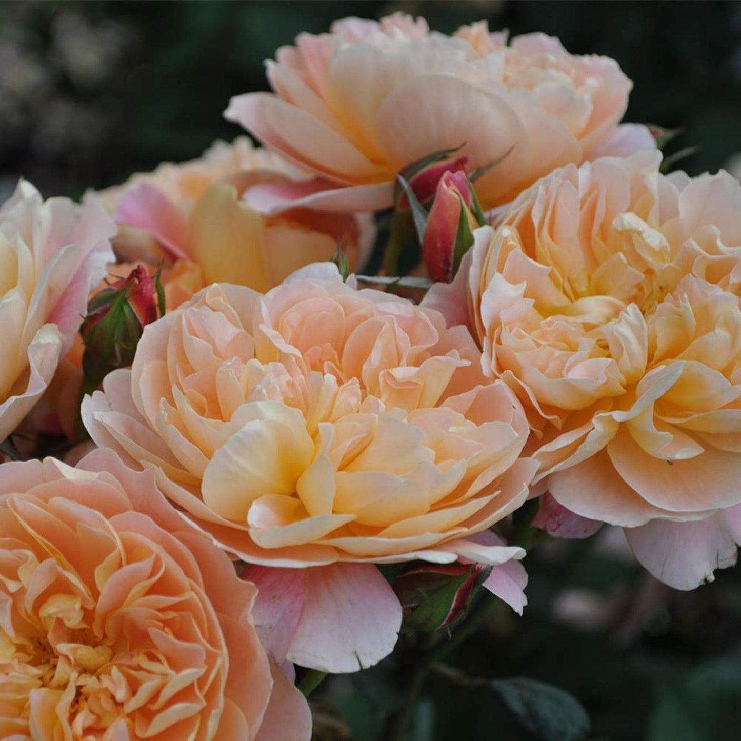 Heirloom Rose Cuttings The Impressionist™ Live Unrooted 5-8" Long 3 Stems Rosa spp.