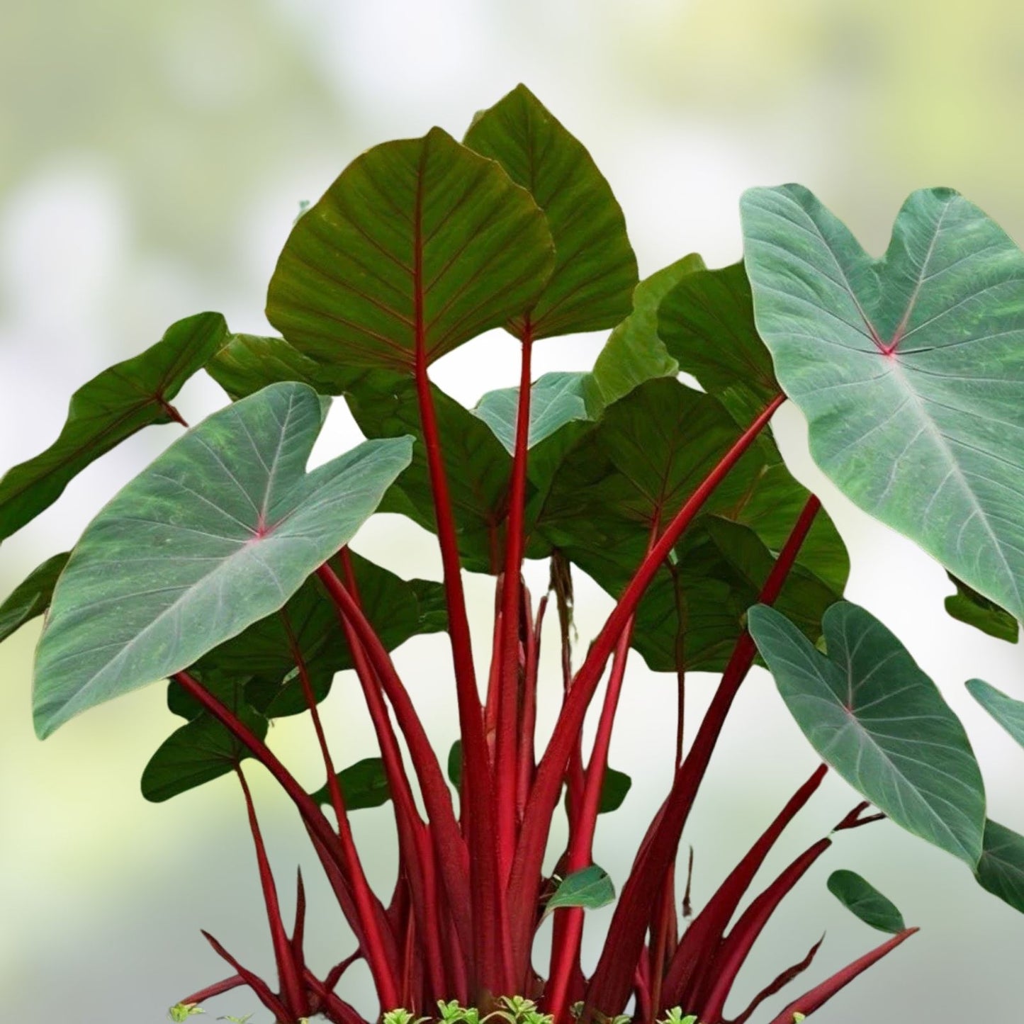 Elephant Ear Plant - Small Rooted Starter - Colocasia esculenta - Tropical Foliage Houseplant for Indoor Decor