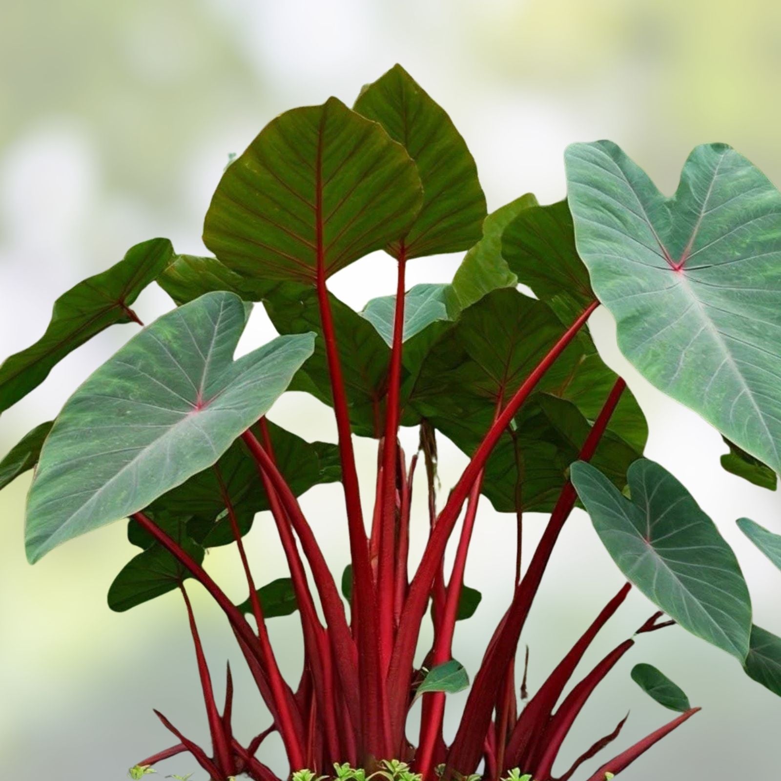Elephant Ear Plant - Small Rooted Starter - Colocasia esculenta - Tropical Foliage Houseplant for Indoor Decor