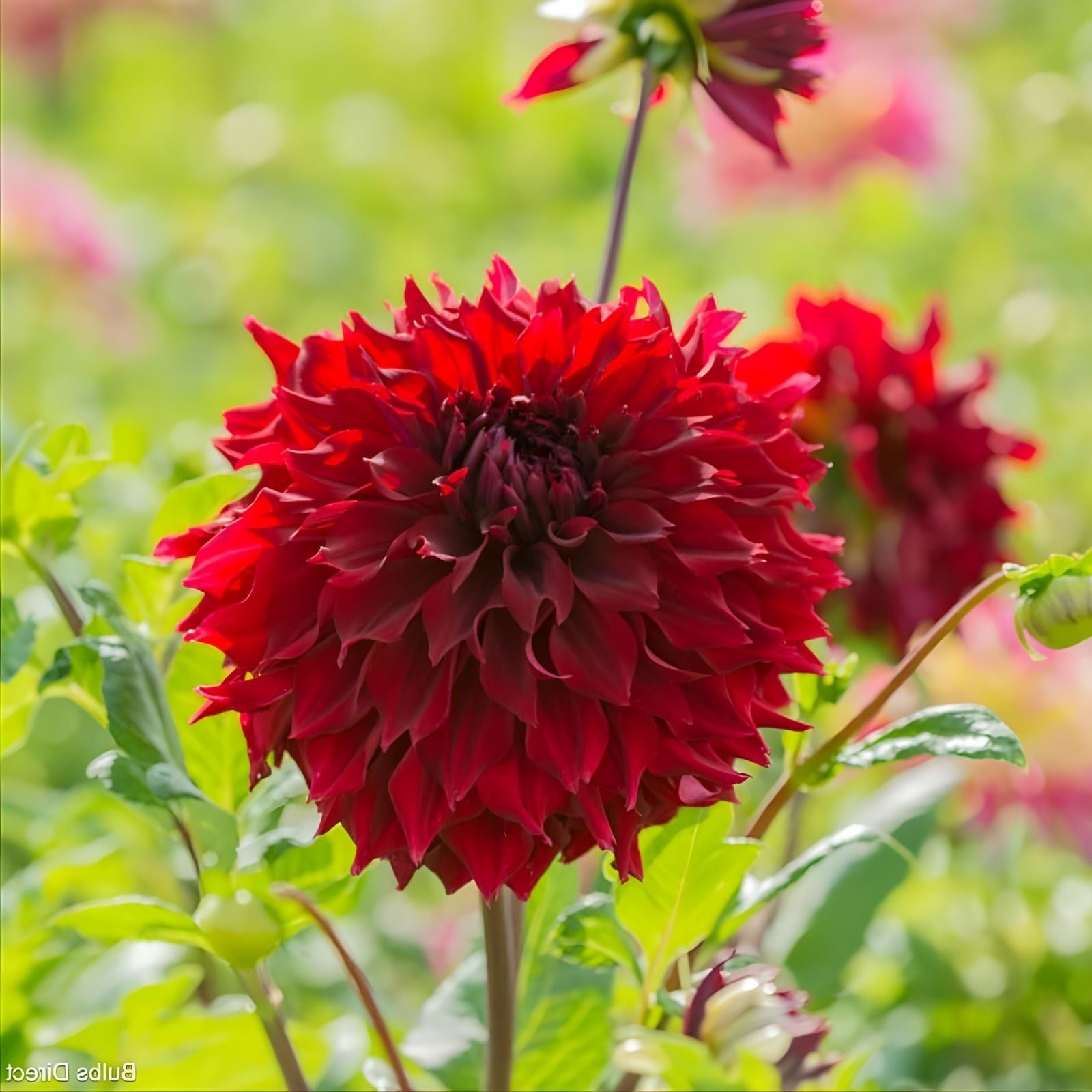 Dahlia Tuber 8" Deep Velvet Red Mingus Alex Double Ruffle Flower Plant - Dahlia pinnata