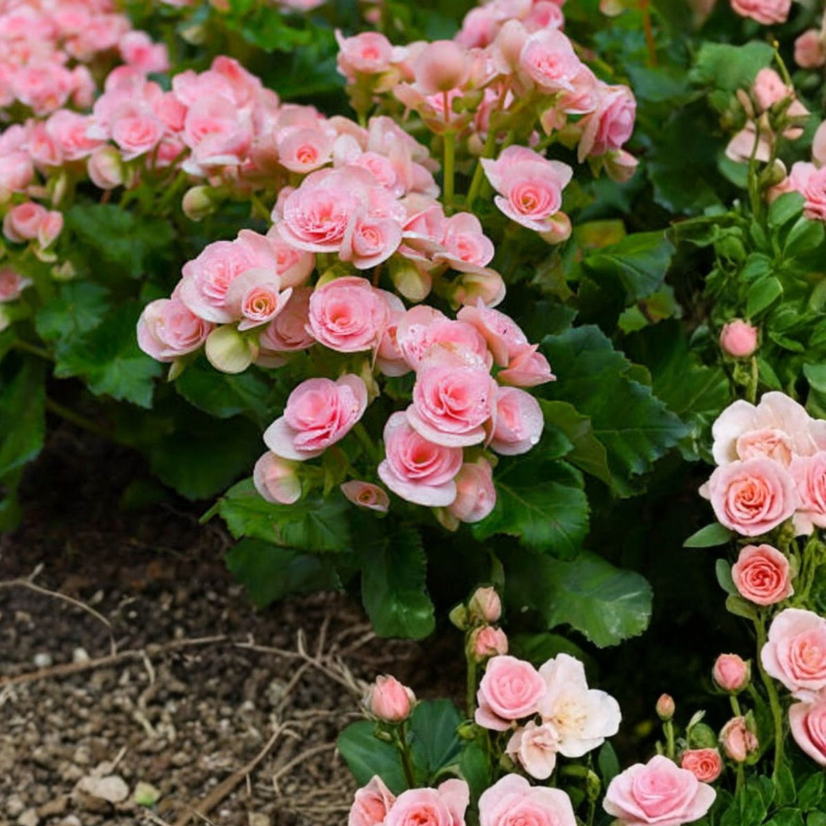 Begonia Seeds Sunrise Trifecta Non-GMO Flower Seeds 45 or 125 Count for Gardens and Containers Begonia spp.