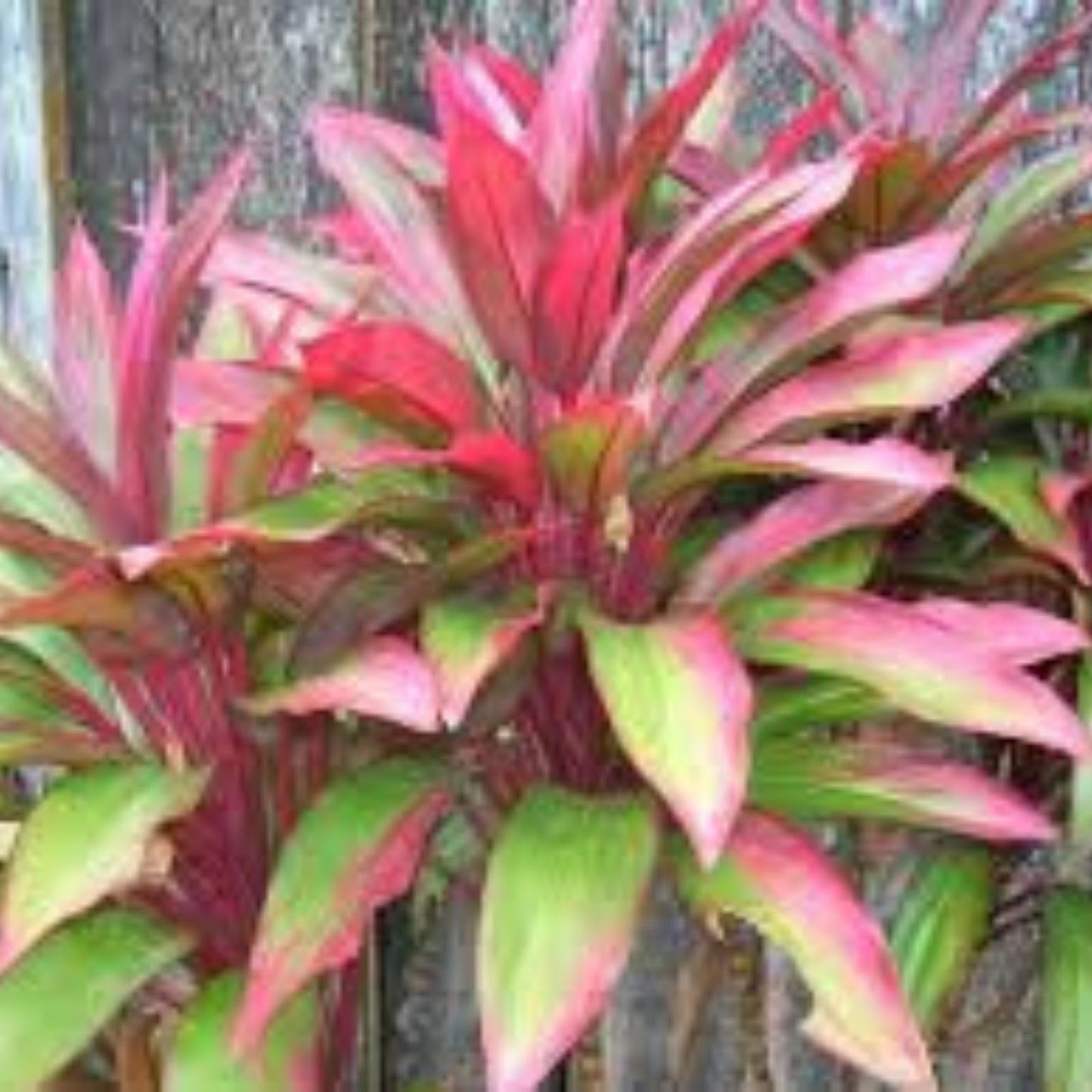Cordyline sp. Wide Leaf Tree Seeds – Tropical Foliage, Ornamental Plant, Exotic Houseplant Seeds, 20 Count