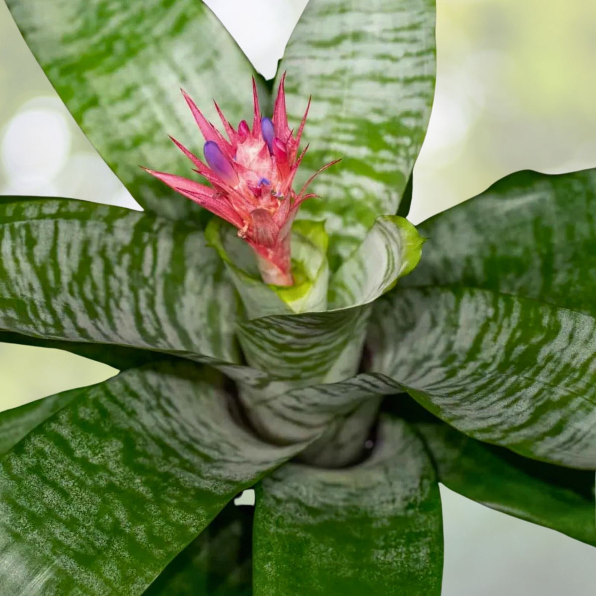 Bromeliad Plant 5 Inch Pot Neoregelia 'Margaret' Tropical Indoor Houseplant Easy Care Live Plant Delivery