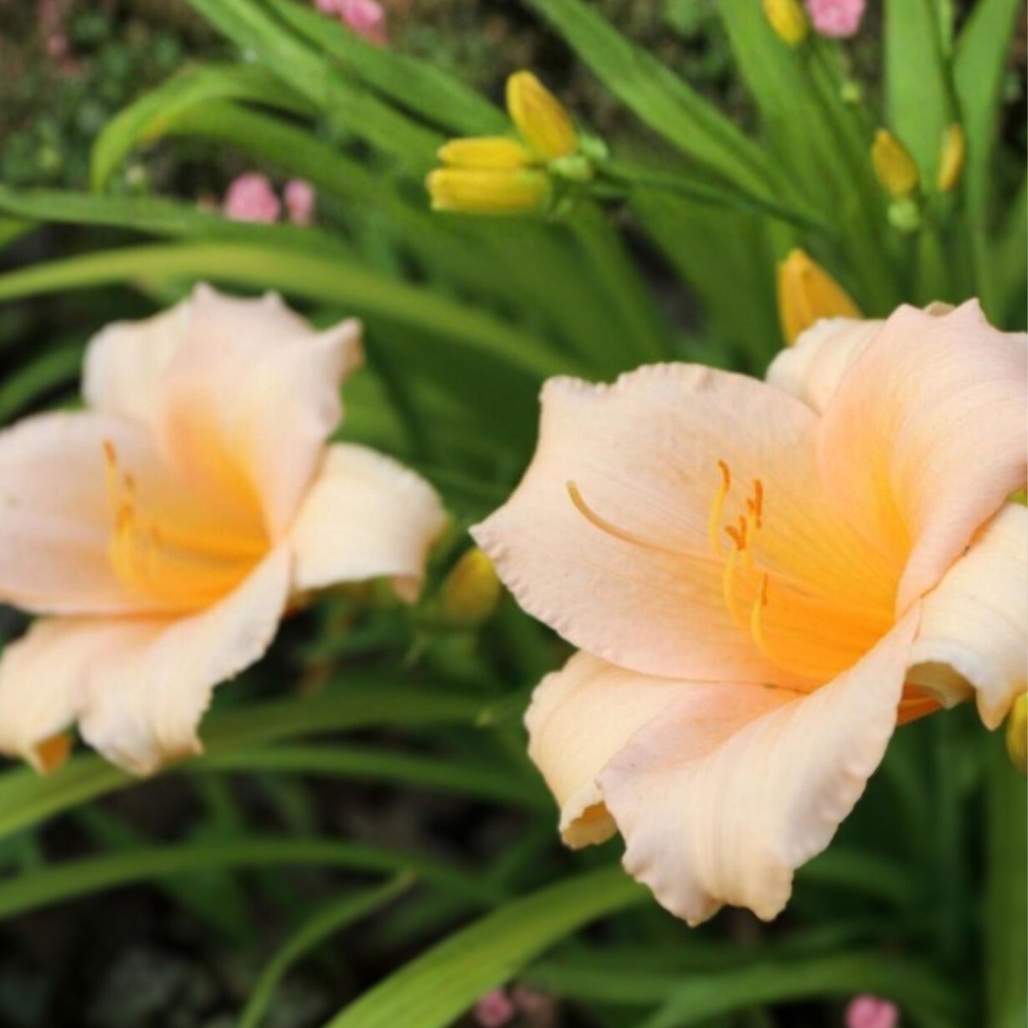 Mini Pearl Daylily Live Rooted Plant - Melon Pink Blooms - Hemerocallis - Herbaceous Perennial - Bare Root Starter - Zones 3-9