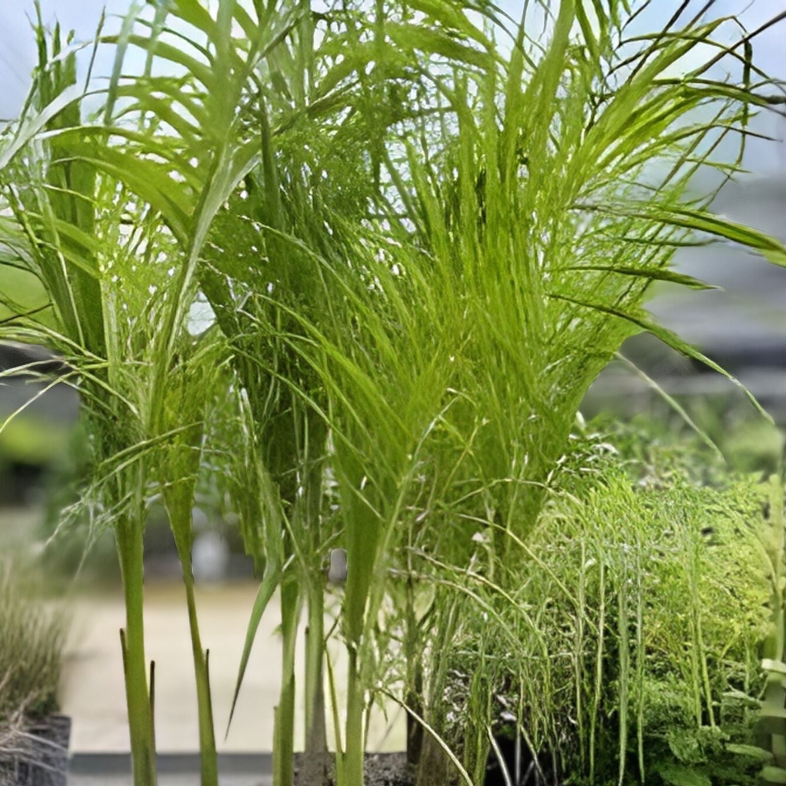 Royal Palm Tree Seeds 10 Pack - Roystonea regina Tropical Landscaping Planting Material