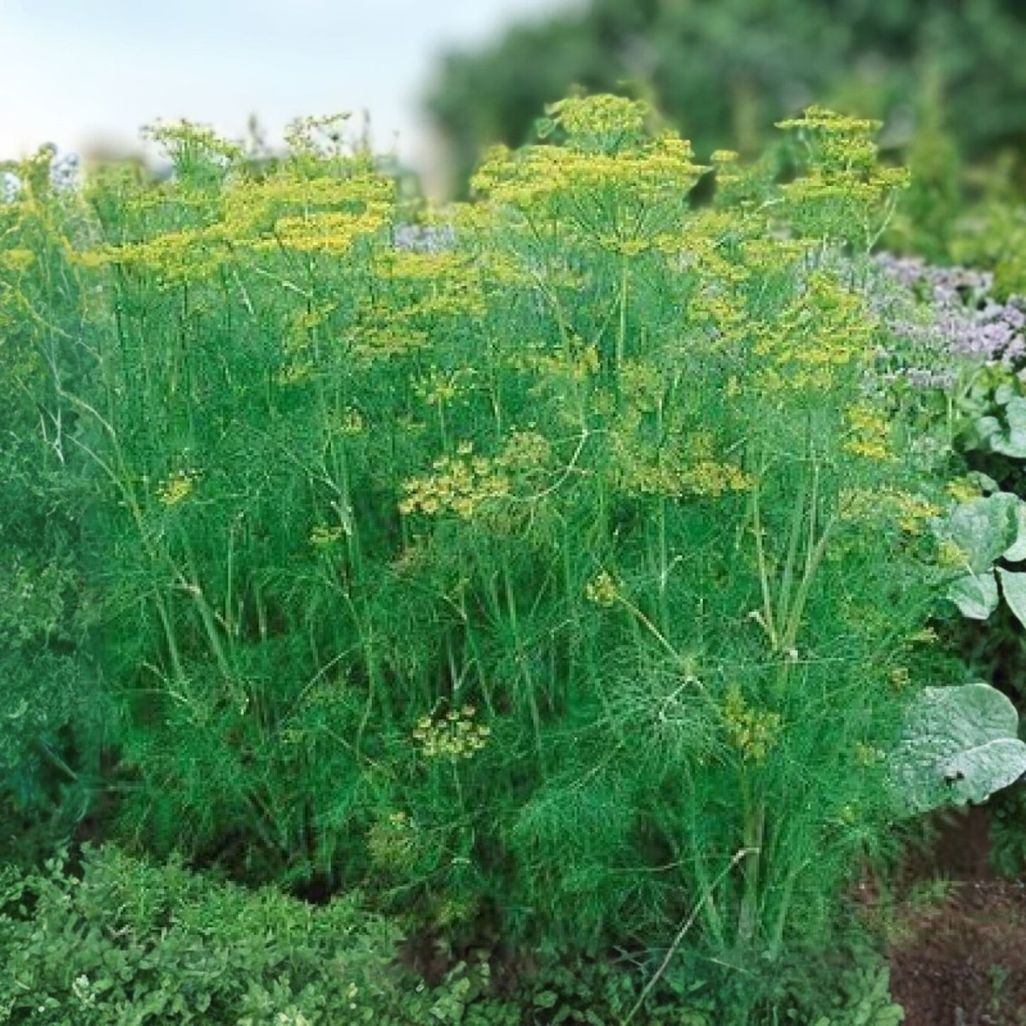 Dill Seeds 500 Pack - Heirloom Non-GMO Herb Spice - Anethum graveolens Bouquet Herb Seeds