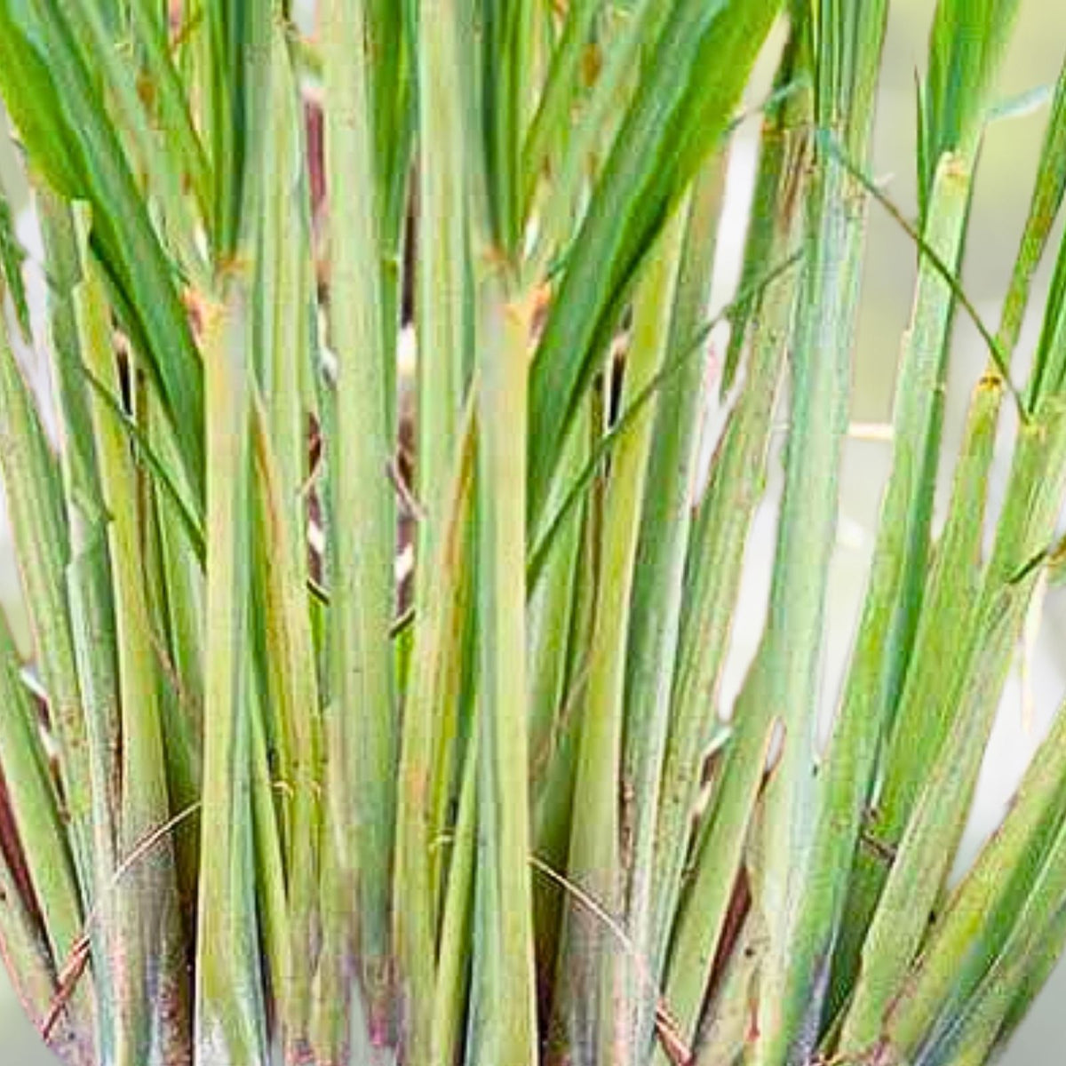 Set of 5 Live Edible Lemongrass Plants - Easy Grow Herb - Cymbopogon citratus