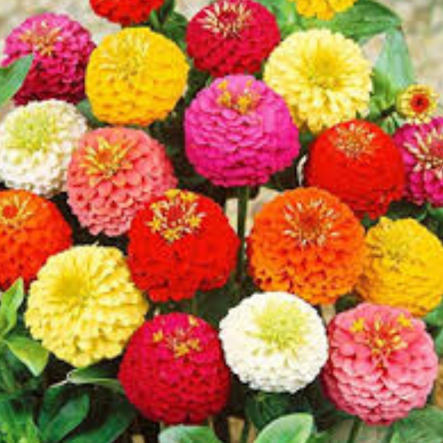 Giant California Zinnia Seeds 200 Count - Colorful Flower Seeds for Planting - Zinnia elegans