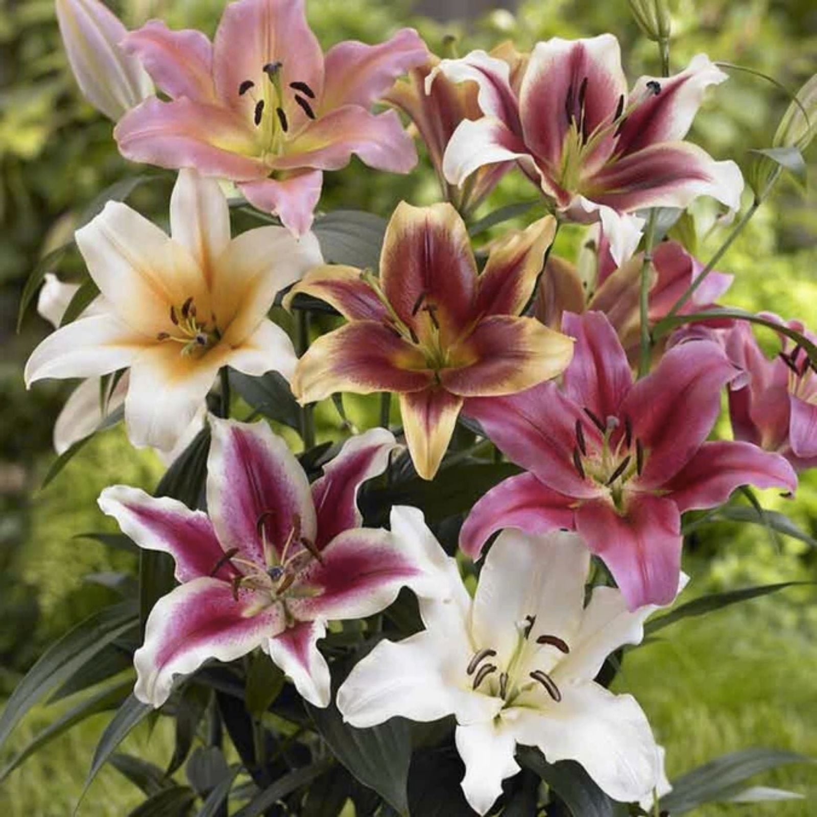 Lily Bulbs for Planting, Mixed Color Varieties, Lilium spp. Flower Bulbs, Garden Bulbs, Ornamental Flowers