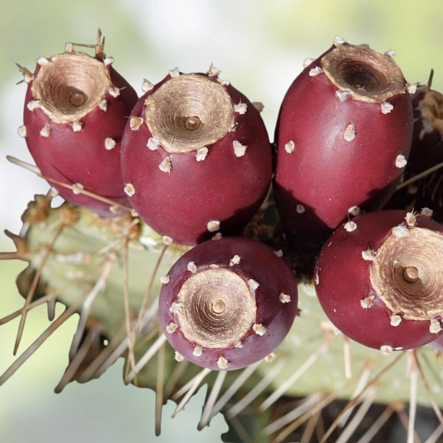 Opuntia Engelmannii Live Cactus Pad Segment Cutting – Engelmann's Prickly Pear Succulent Plant