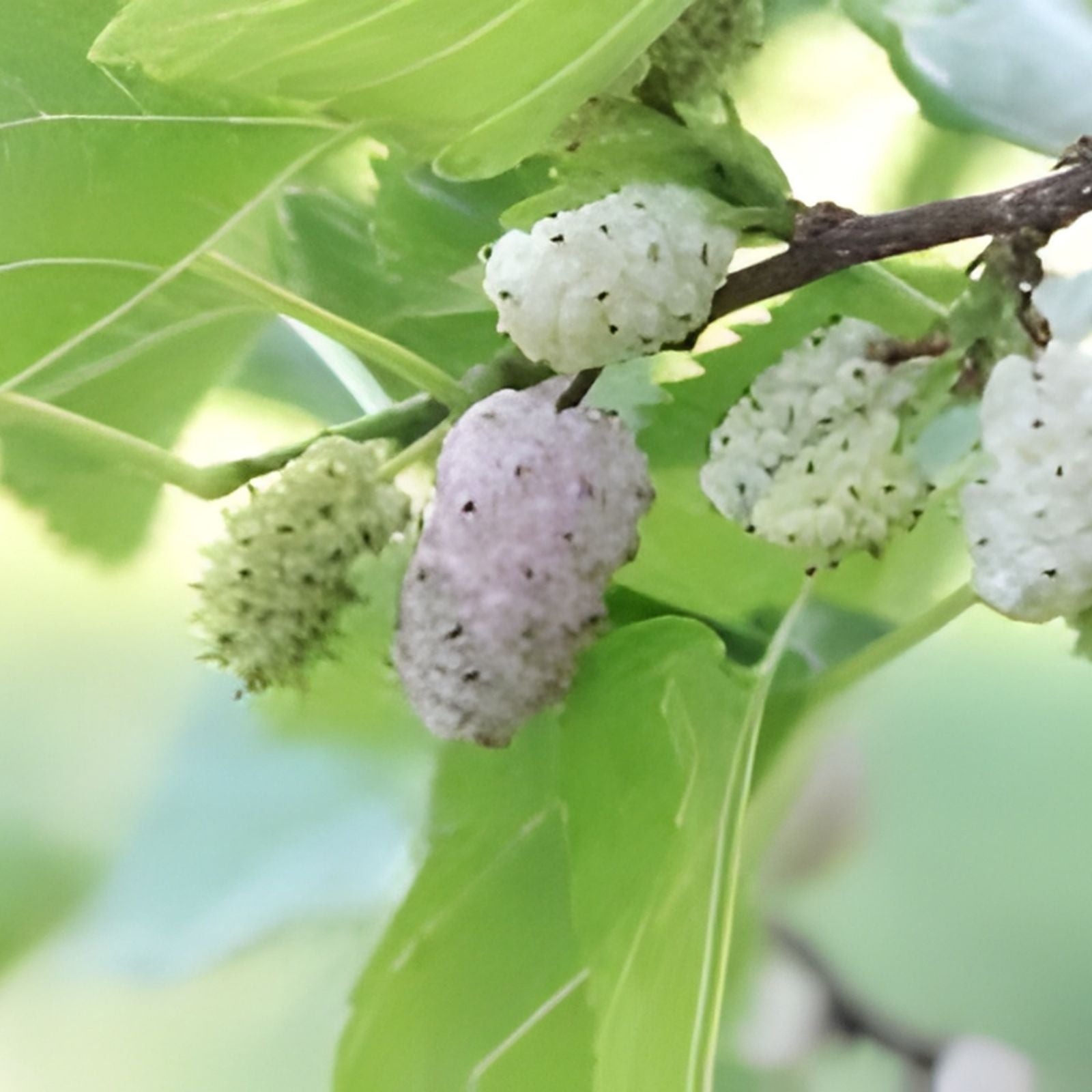 White Mulberry Cuttings 6-8" Organic Morus alba Cold Hardy Tree for Fruit Production