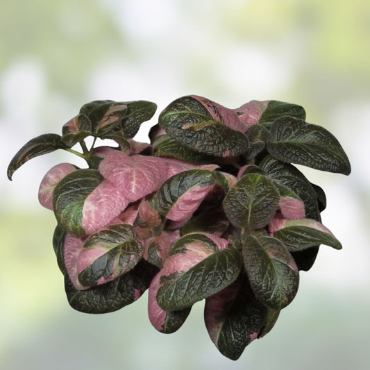 Episcia Ember Lace Plant - Rare Variegated Chimera Houseplant - Unique Indoor Foliage - Episcia spp.
