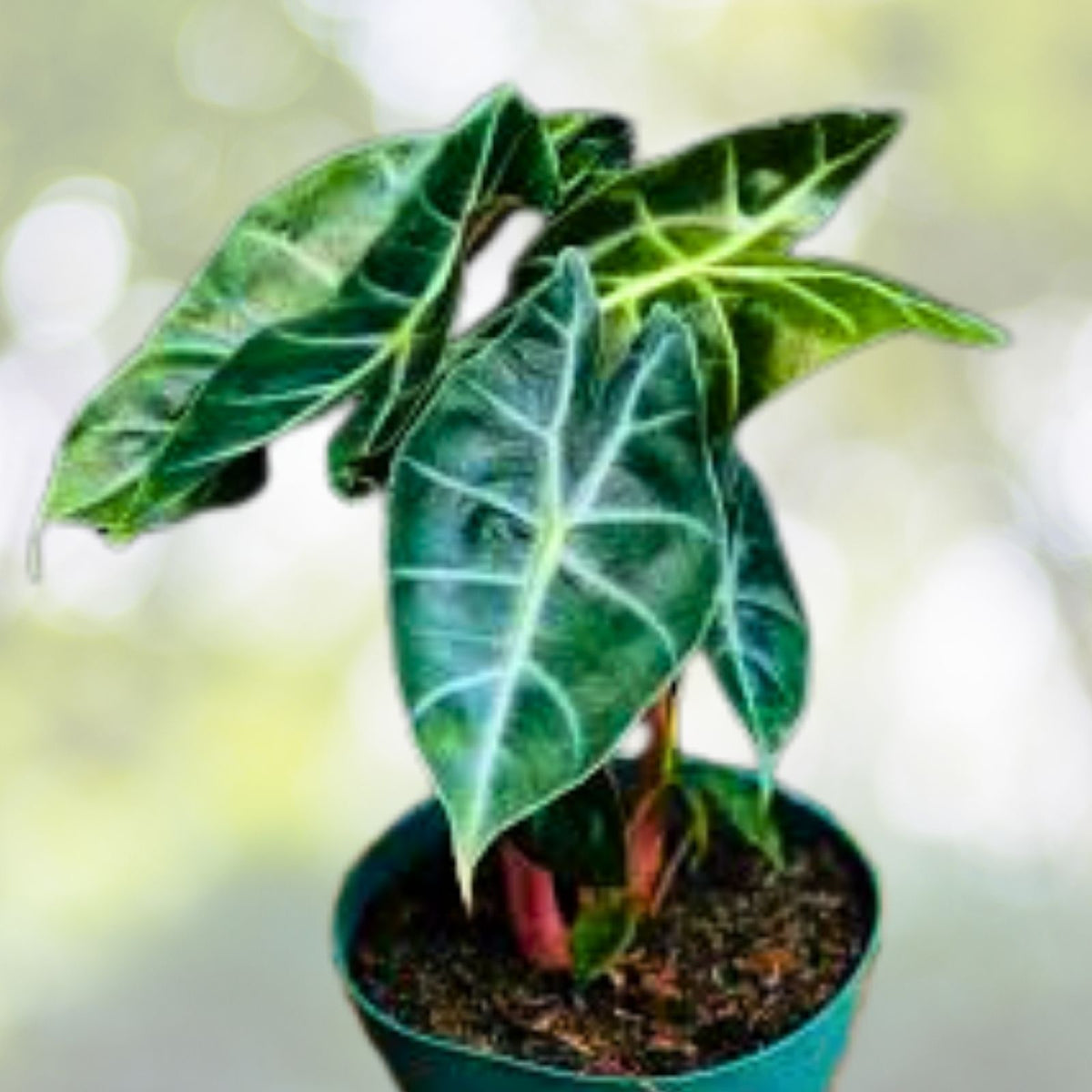 Alocasia Morocco Plant in 6" Pot - Exotic Indoor Houseplant, Alocasia spp. - Perfect for Home Decor and Plant Collectors