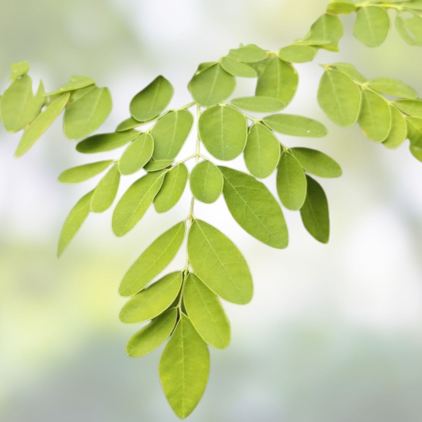 Moringa Tree Seeds 25 Count - Fast Growing, Easy to Grow - Moringa oleifera - Edible Leaves and Nutrients