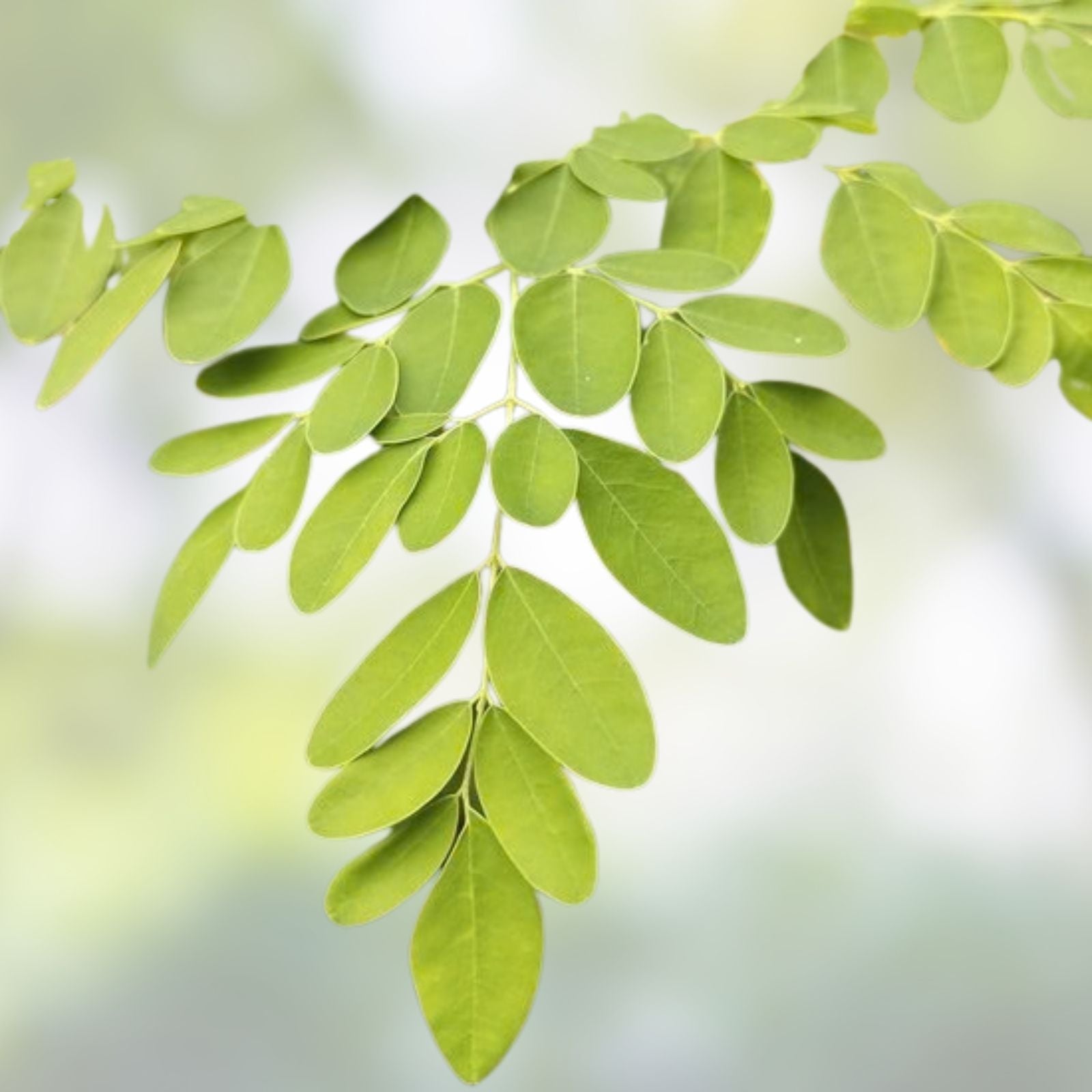 Moringa Tree Seeds 25 Count - Fast Growing, Easy to Grow - Moringa oleifera - Edible Leaves and Nutrients
