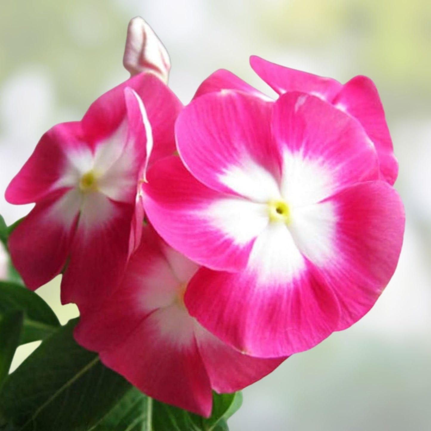 Madagascar Periwinkle Seeds - Mixed Color Flowers - Catharanthus roseus - Planting Seeds for Garden and Landscape
