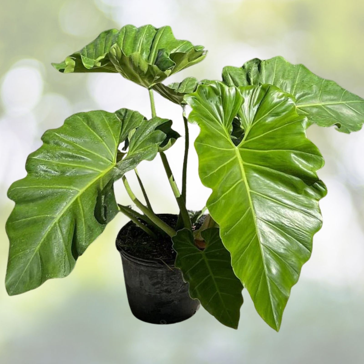 Philodendron Wilsonii Plant in 3 Gallon Pot - Climbing Philodendron with Elephant Ear Foliage - Philodendron sp.