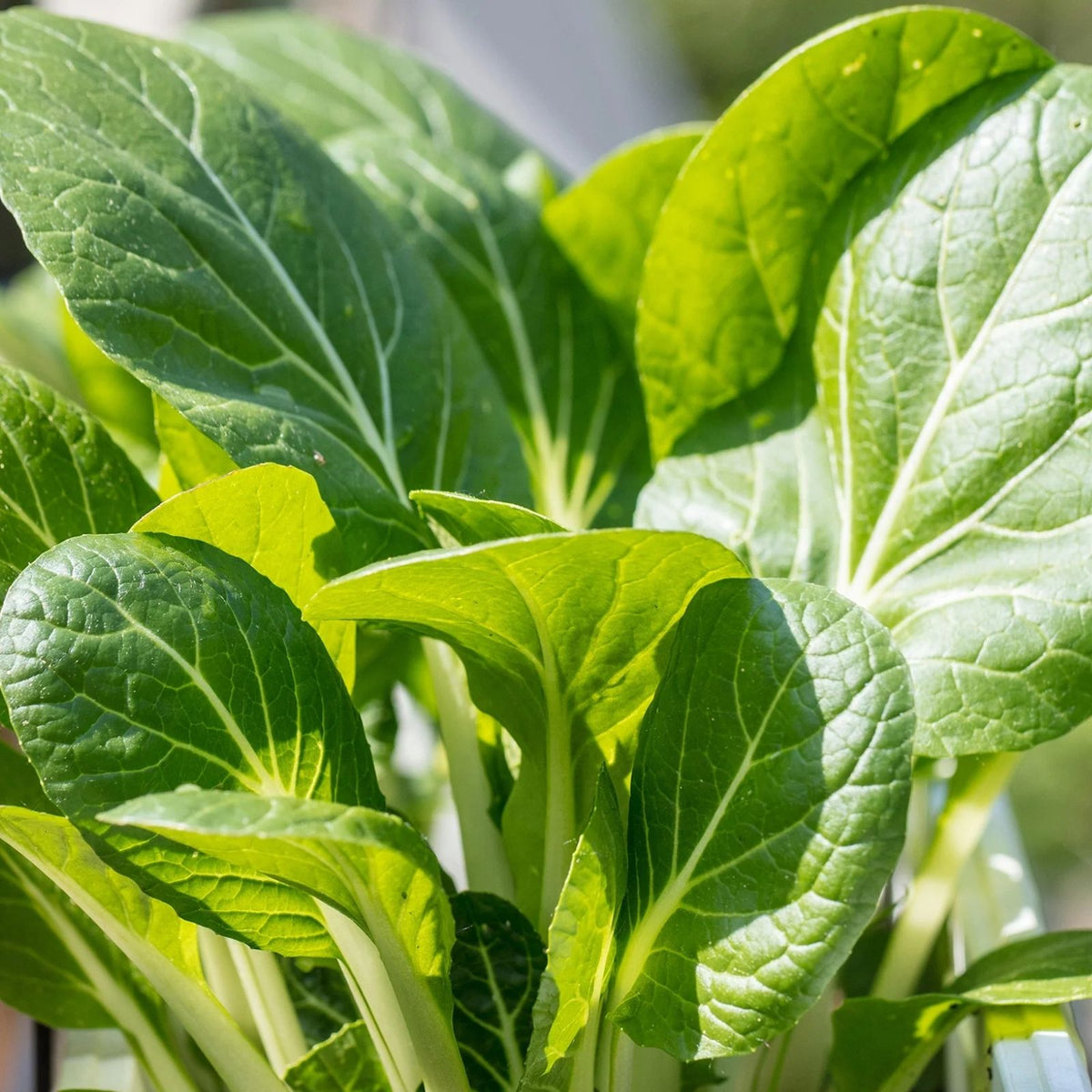 Joi Choi F1 Hybrid Pak Choi Seeds – 100 Seeds, Chinese Cabbage, Brassica rapa subsp. chinensis, Organic Vegetable Seeds