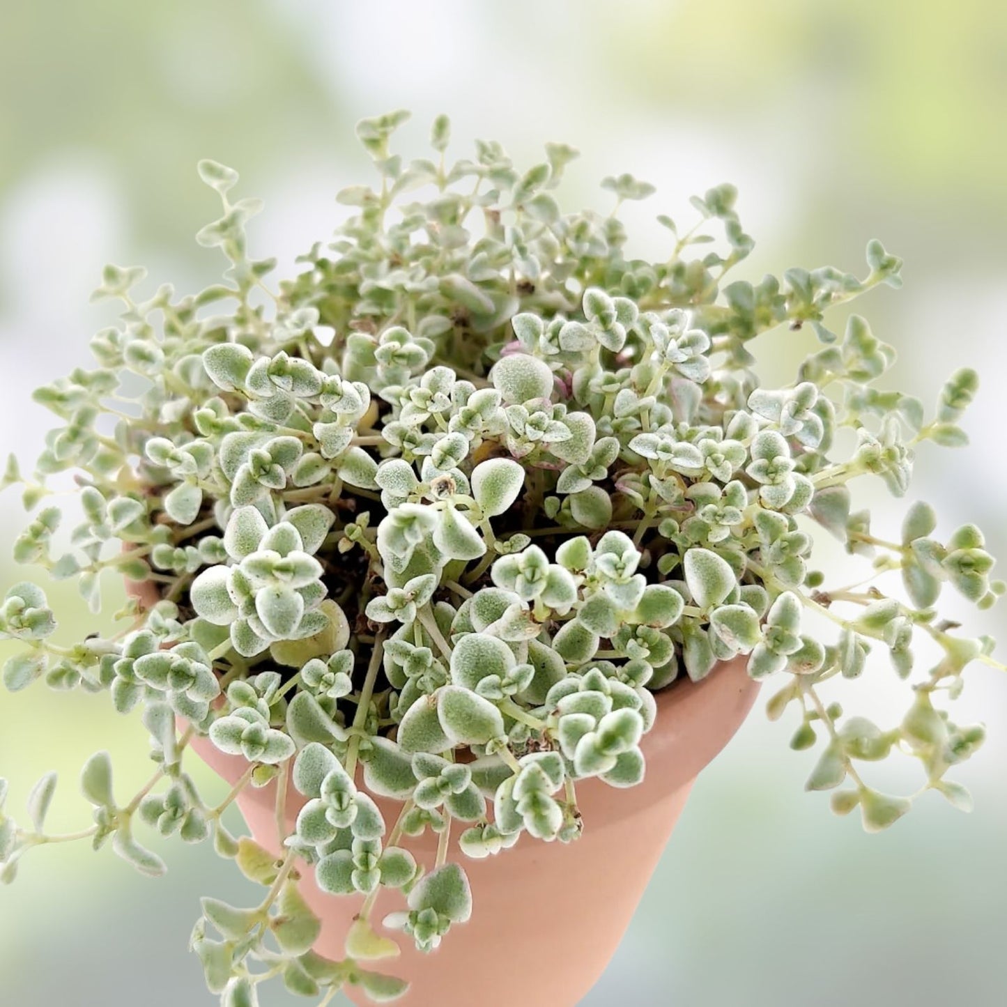 Sedum 'Little Missy' Succulent Live Plant 4" Bare Roots, Drought-Tolerant Garden Decor, Easy Care, Hardy Succulent, Crassulaceae