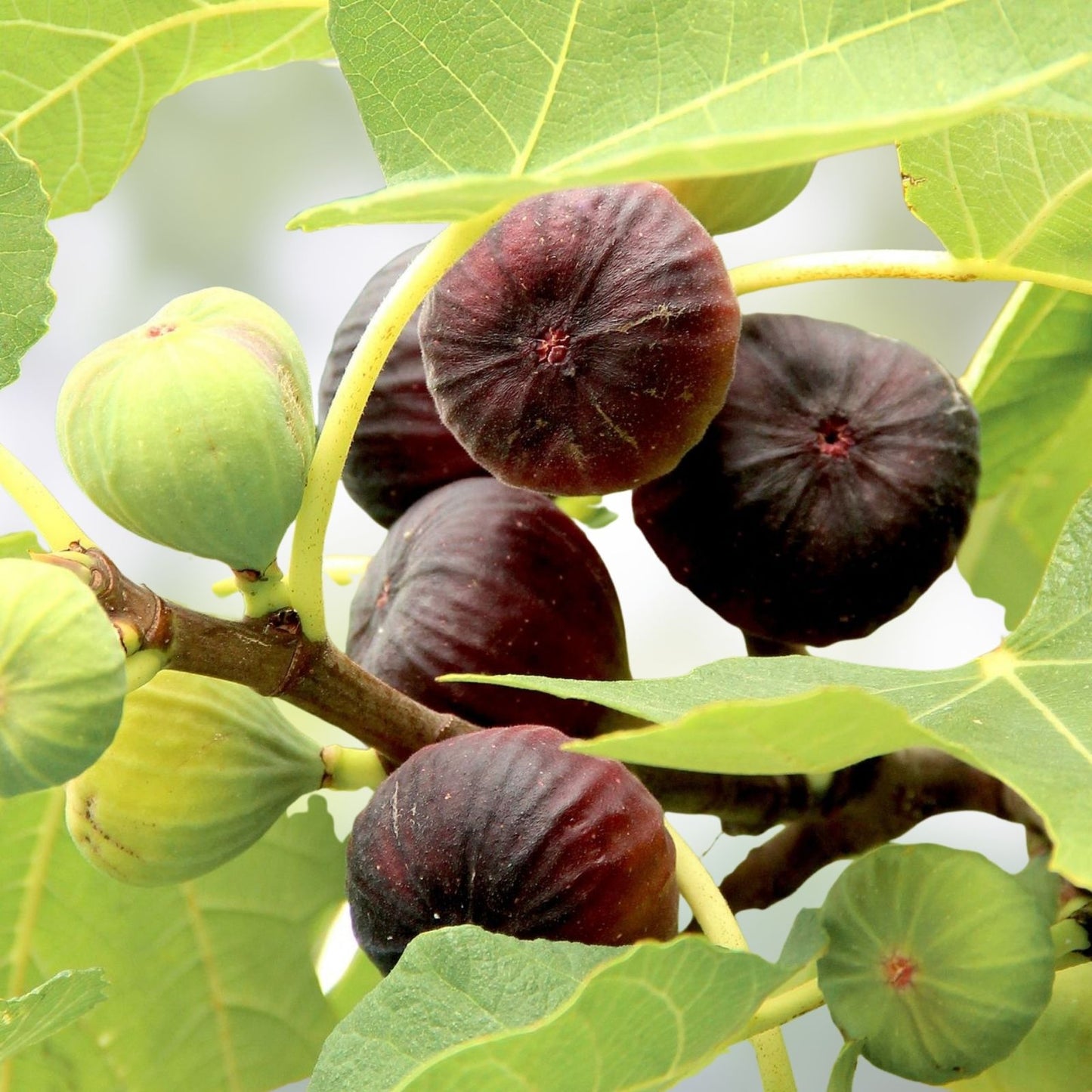 Rare Fig Cuttings - 3 Fresh Smith Variety Ficus carica Planting Material for Propagation