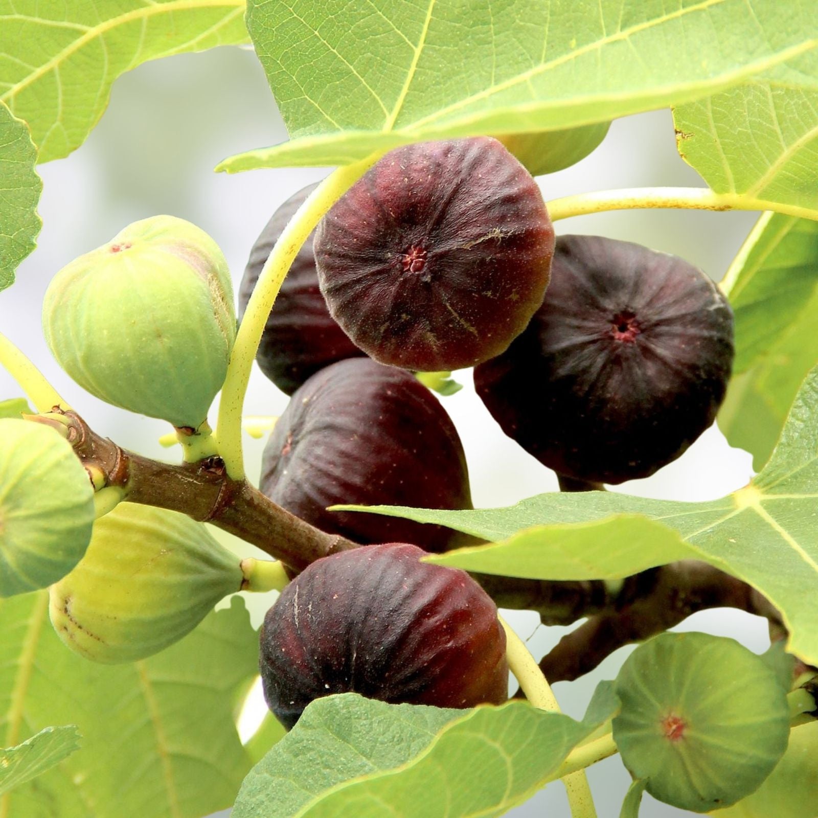 Rare Fig Cuttings - 3 Fresh Smith Variety Ficus carica Planting Material for Propagation
