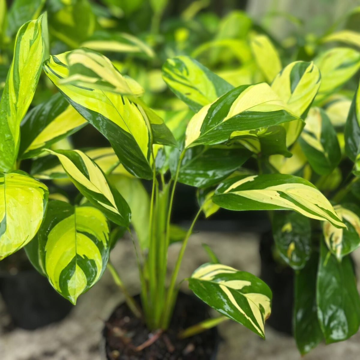 Ctenanthe lubbersiana 'Golden Mosaic' Plant in 10" Pot | Easy Care Houseplant with Colorful Foliage | Never Never Plant